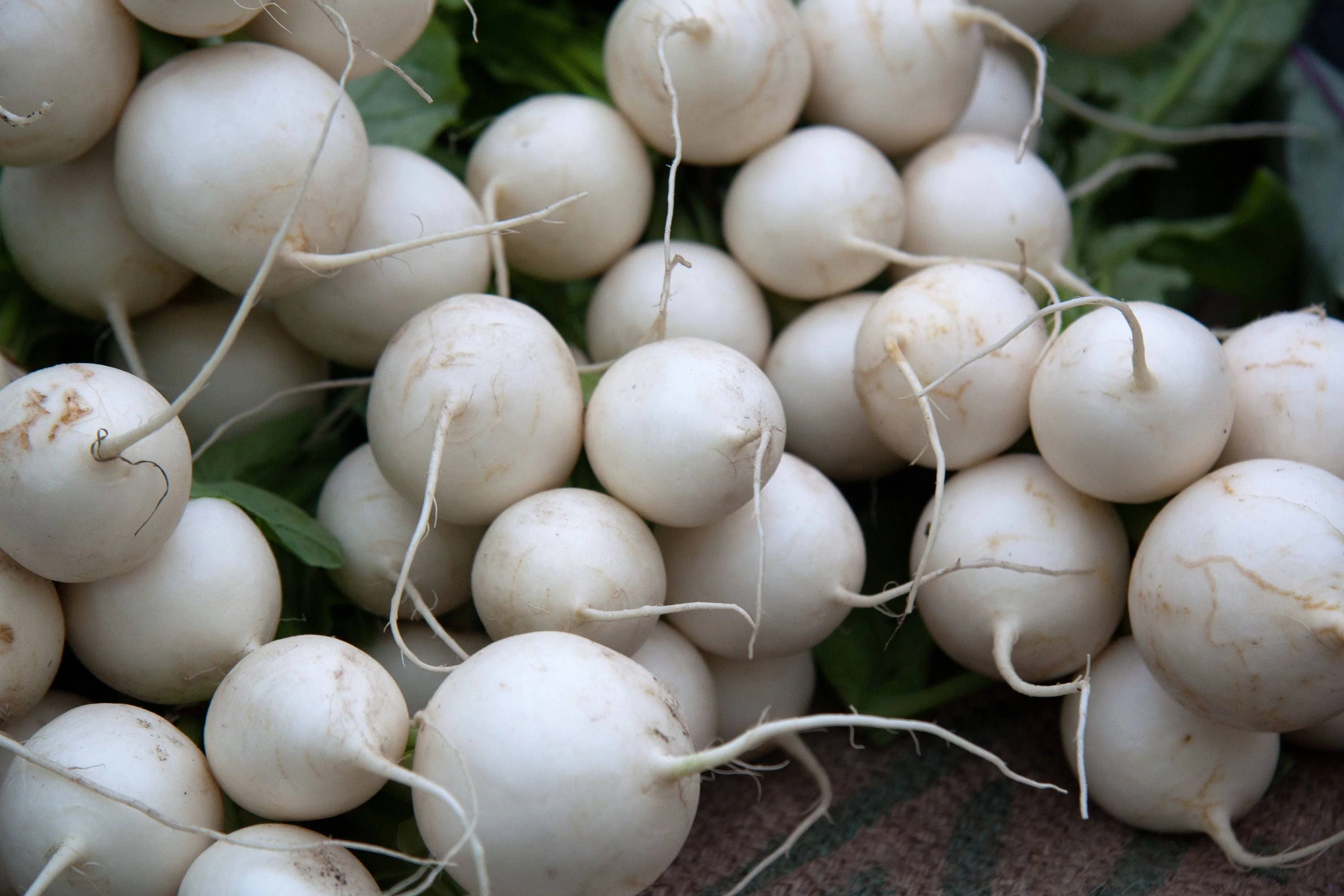 3000 SHOGOIN TURNIP White Japanese Brassica Rapa Root & Greens Vegetable Seeds - Image 6