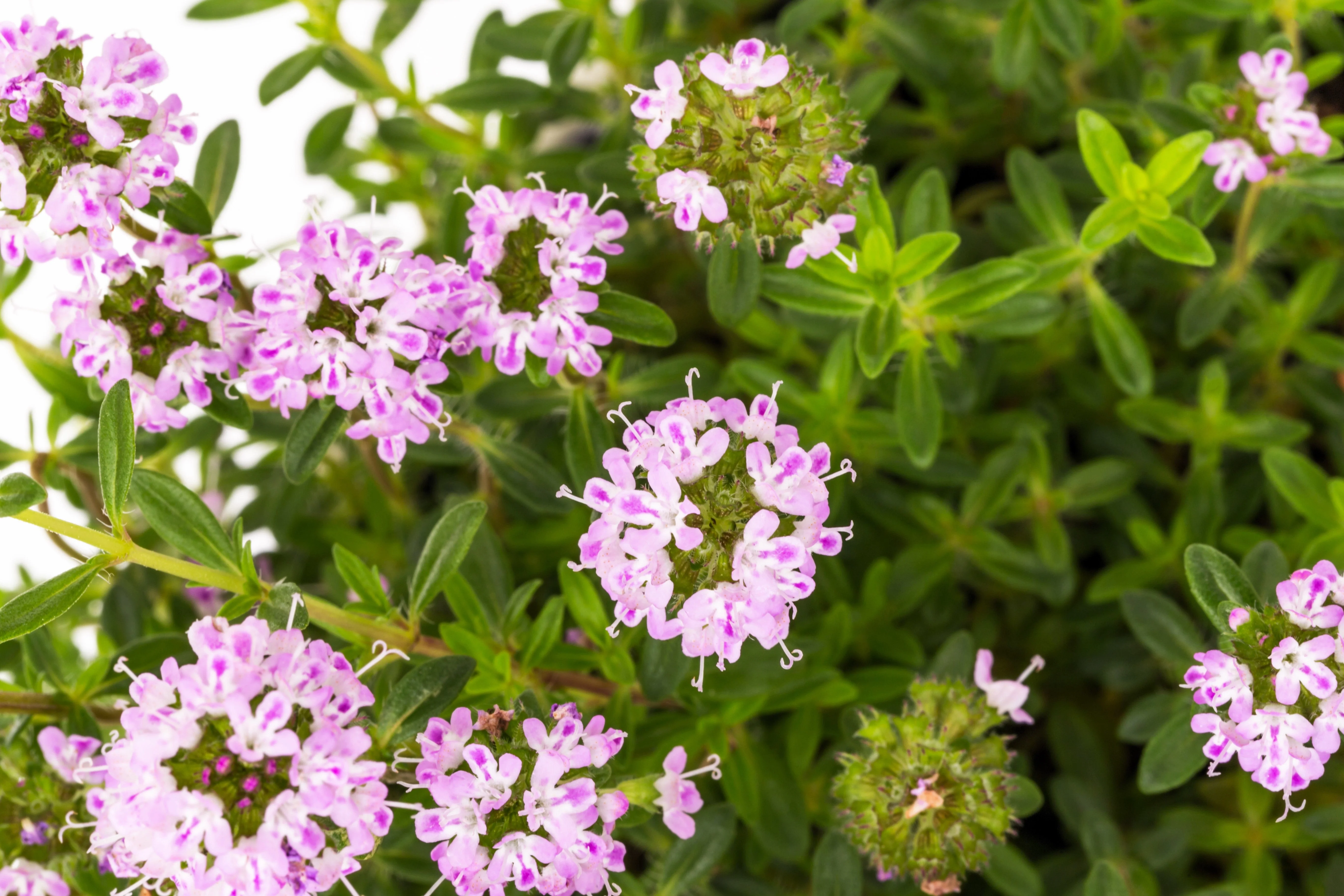 3000 SUMMER SAVORY Satureja Hortensis Herb Purple Flower Seeds - Image 4
