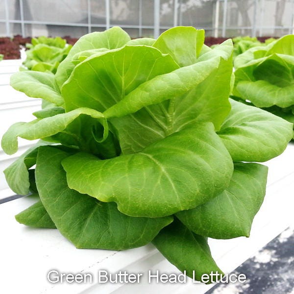 3000 WHITE BOSTON LETTUCE 12" Green Butterhead Lactuca Sativa Vegetable Seeds - Image 4