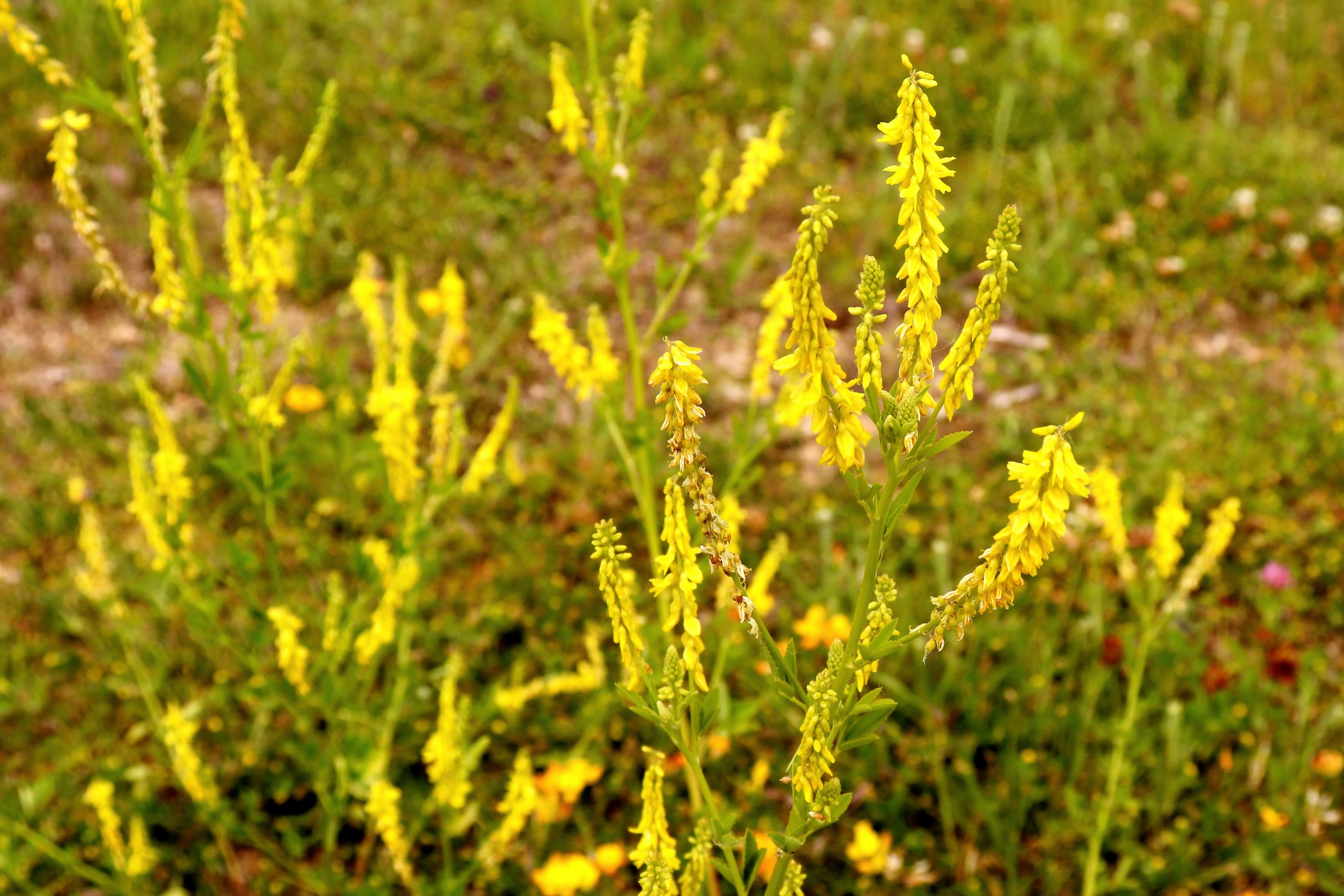 3000 YELLOW SWEET CLOVER Melilotus Officinalis Flower Seeds - Image 2