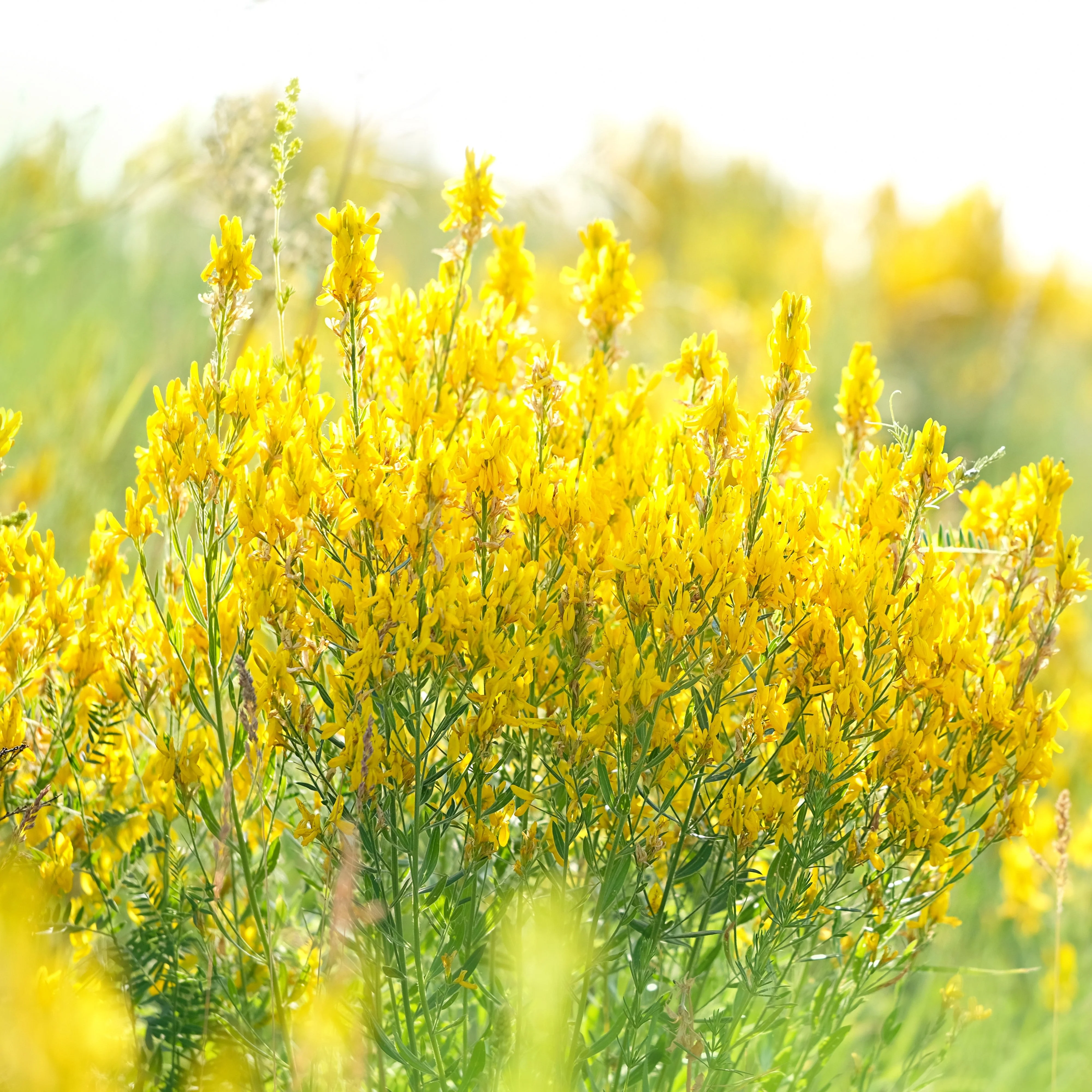 3000 YELLOW SWEET CLOVER Melilotus Officinalis Flower Seeds - Image 8