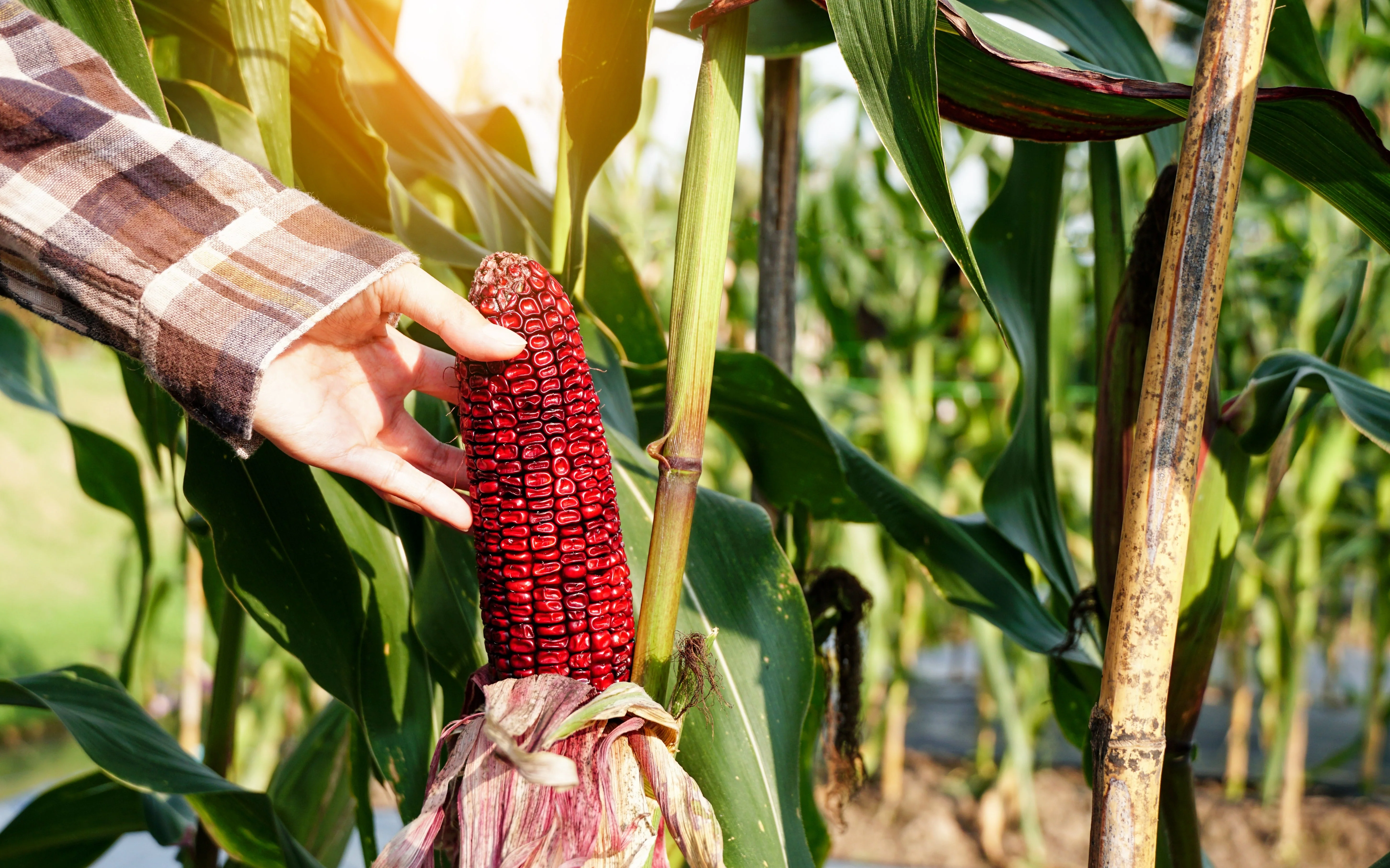 35 BLOODY BUTCHER Red CORN Edible & Ornamental Heirloom Zea Mays Vegetable Seeds - Image 3