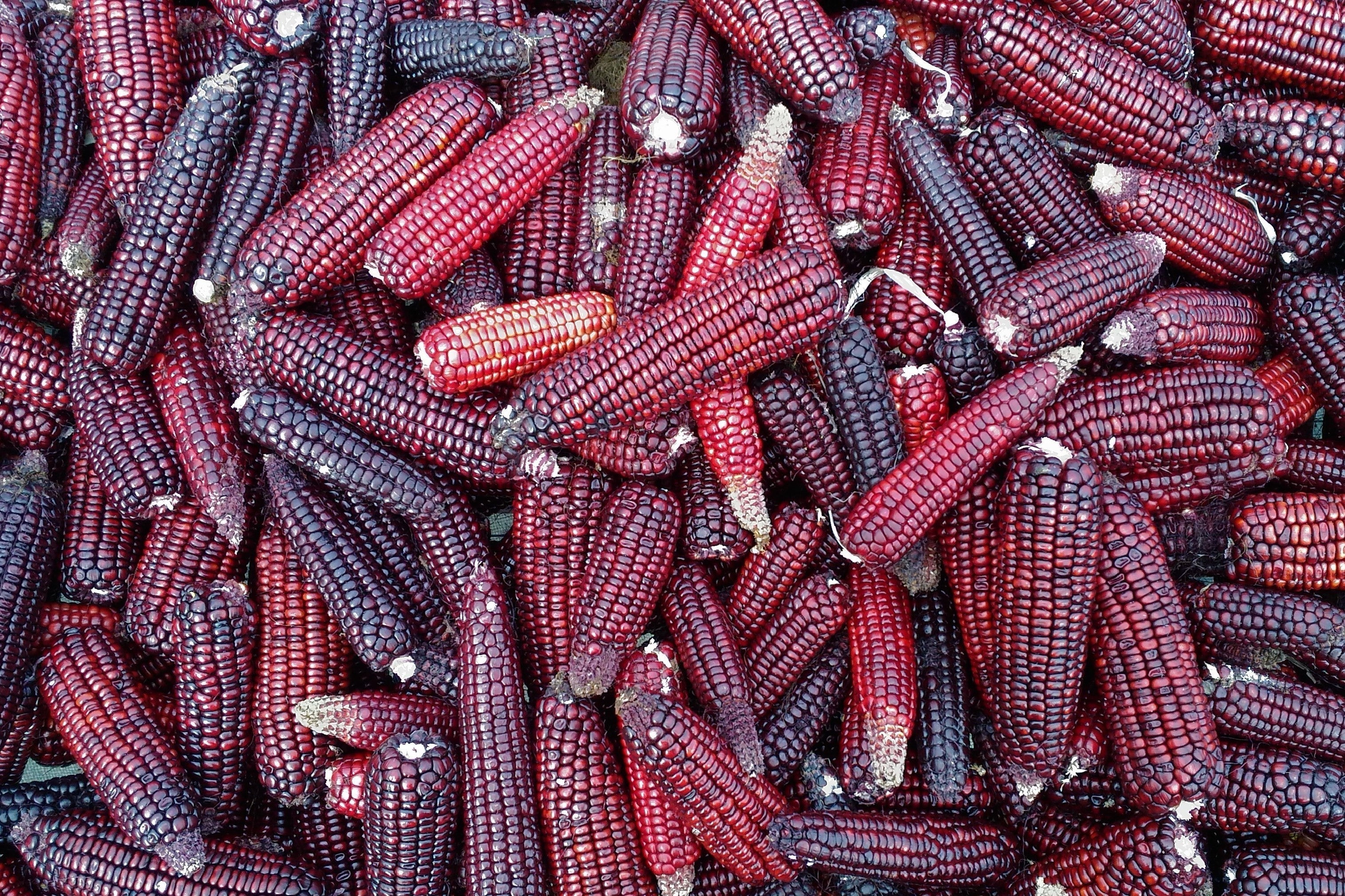 35 BLOODY BUTCHER Red CORN Edible & Ornamental Heirloom Zea Mays Vegetable Seeds - Image 5