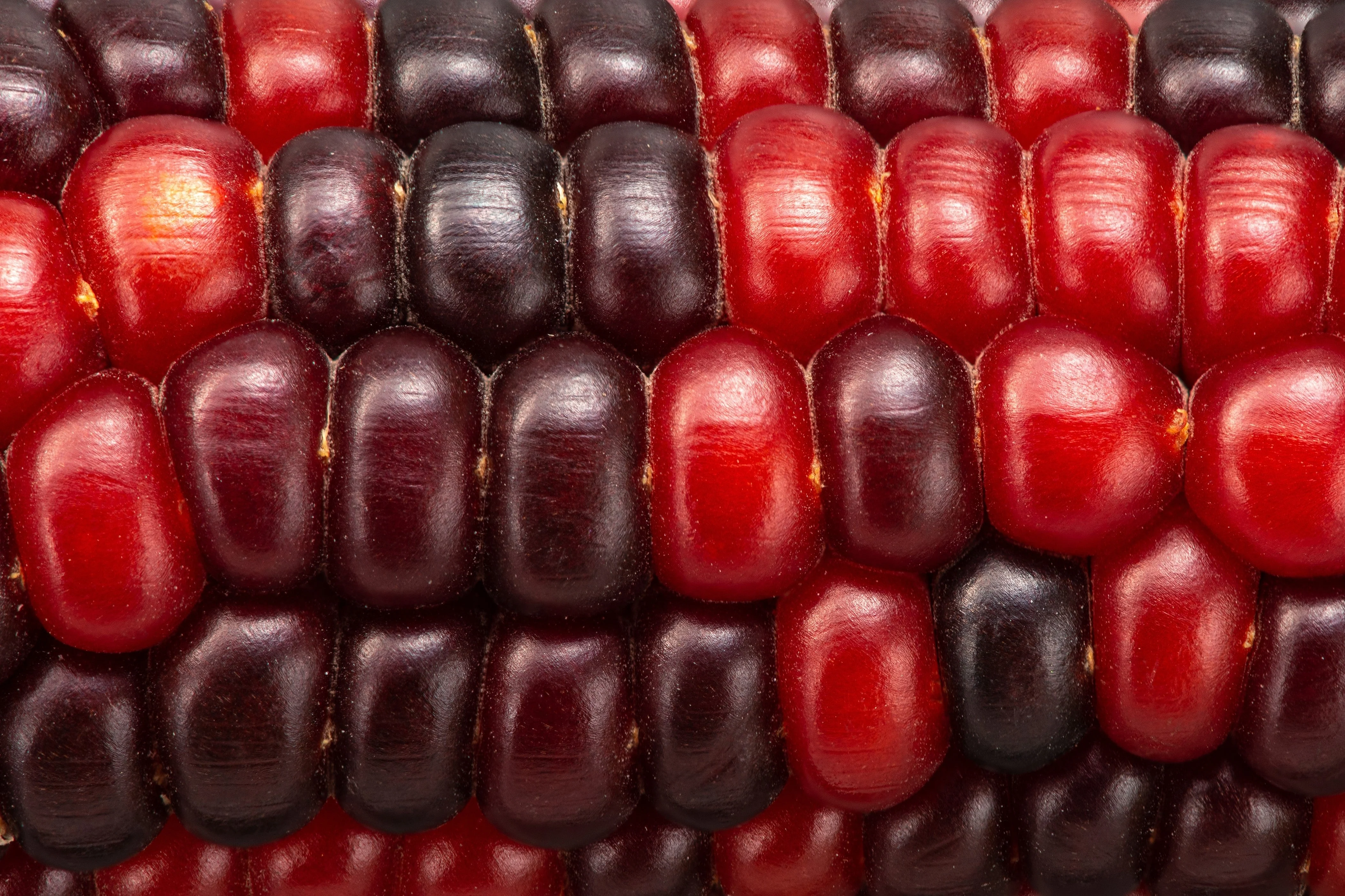 35 BLOODY BUTCHER Red CORN Edible & Ornamental Heirloom Zea Mays Vegetable Seeds - Image 6