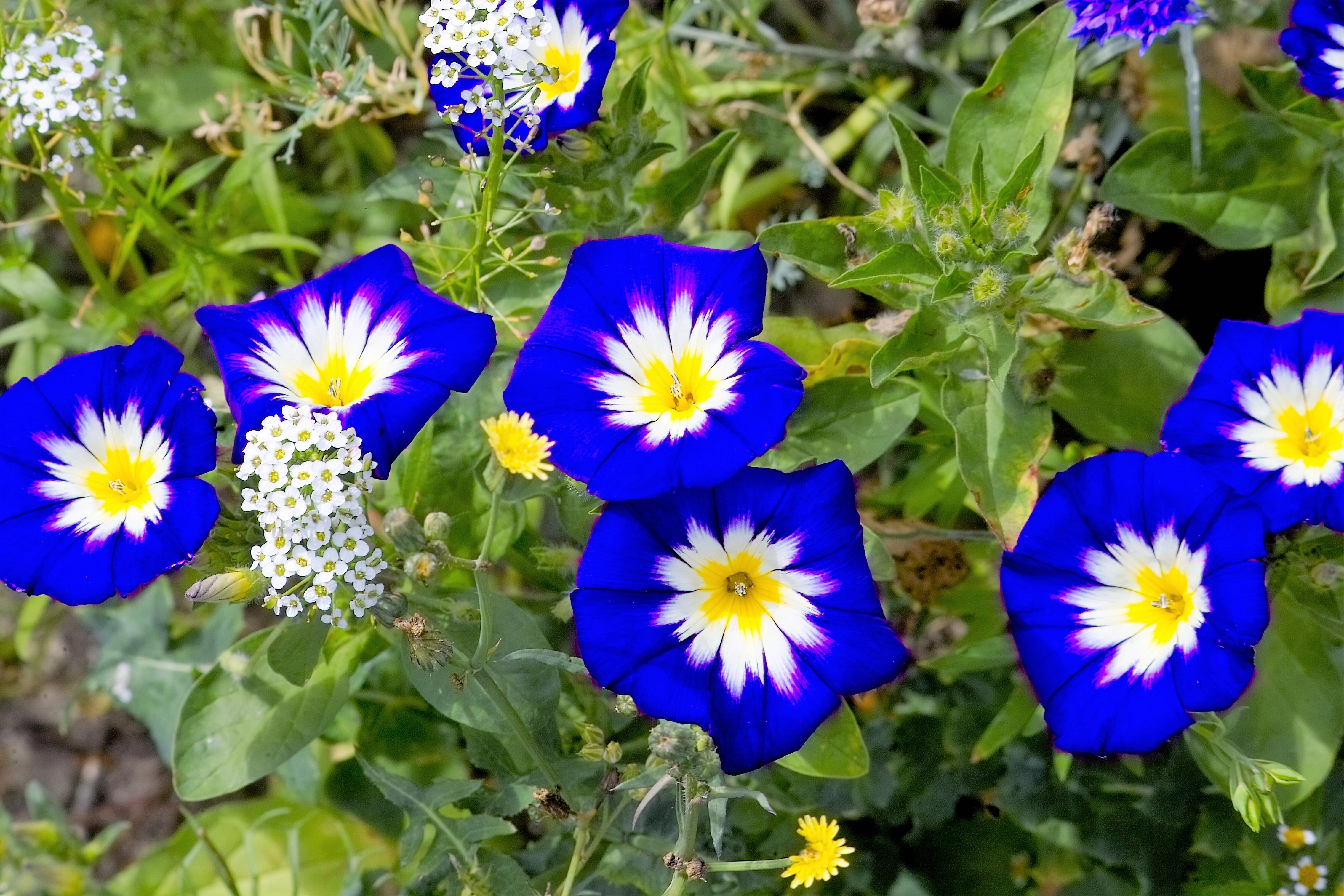 35 Blue Dwarf ROYAL ENSIGN MORNING GLORY Convolvulus Tricolor Royal Blue White & Yellow Flower Vine Seeds - Image 3