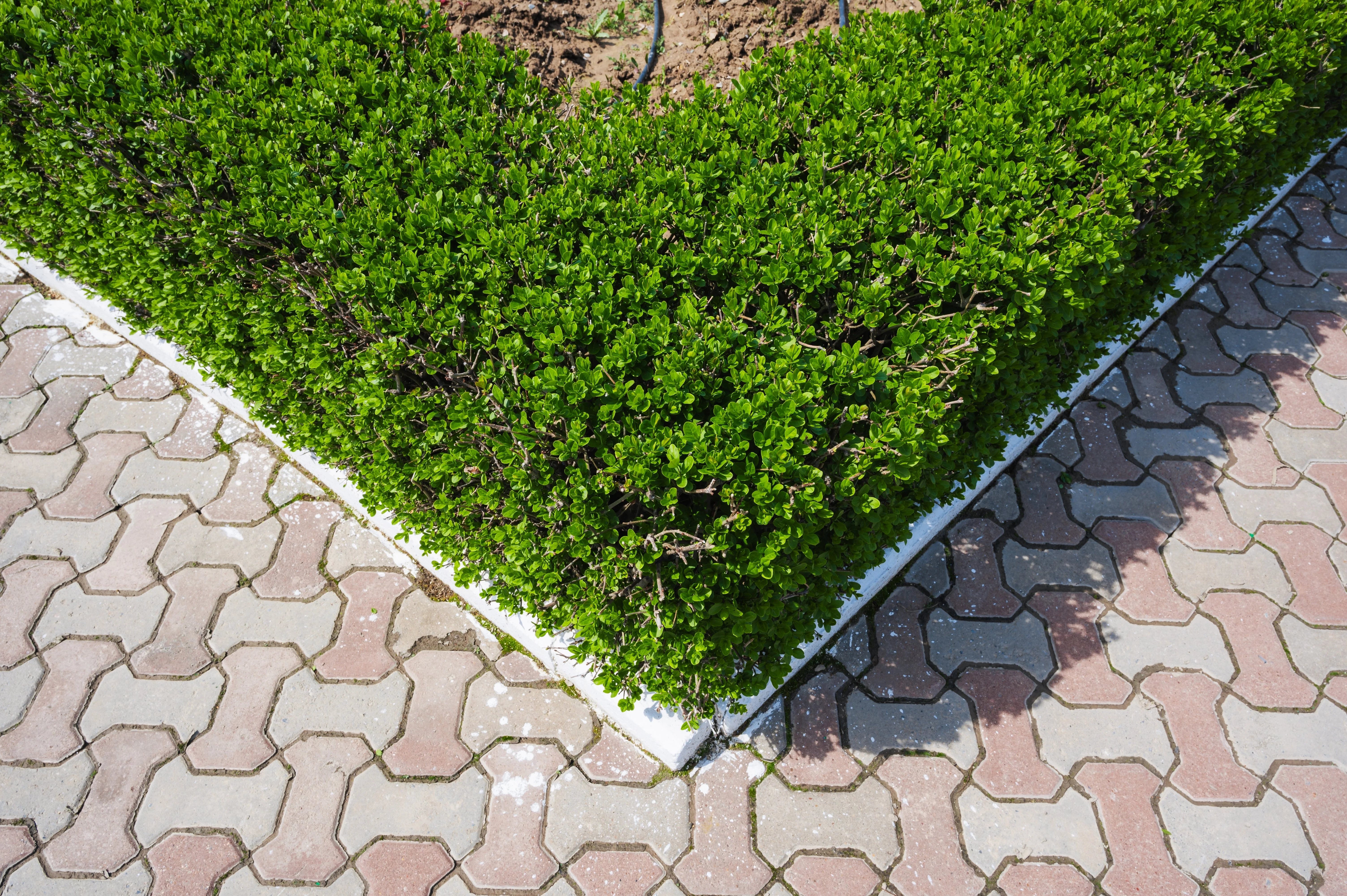 35 EUROPEAN PRIVET HEDGE Common Wild Ligustrum Vulgare Flower Shrub Seeds - Image 11