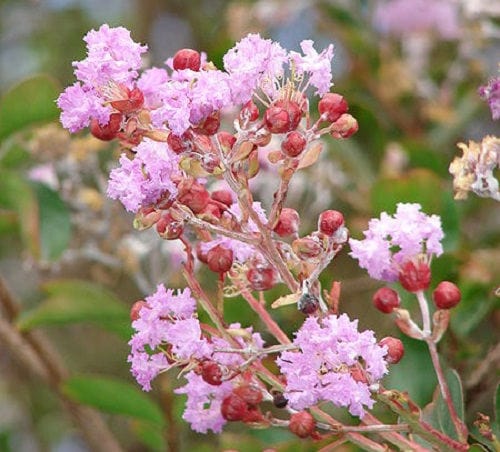35 Light PINK CREPE MYRTLE Crape Tree Shrub Lagerstroemia Indica Flower Seeds - Image 2