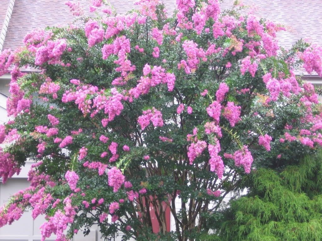 35 Light PINK CREPE MYRTLE Crape Tree Shrub Lagerstroemia Indica Flower Seeds - Image 4