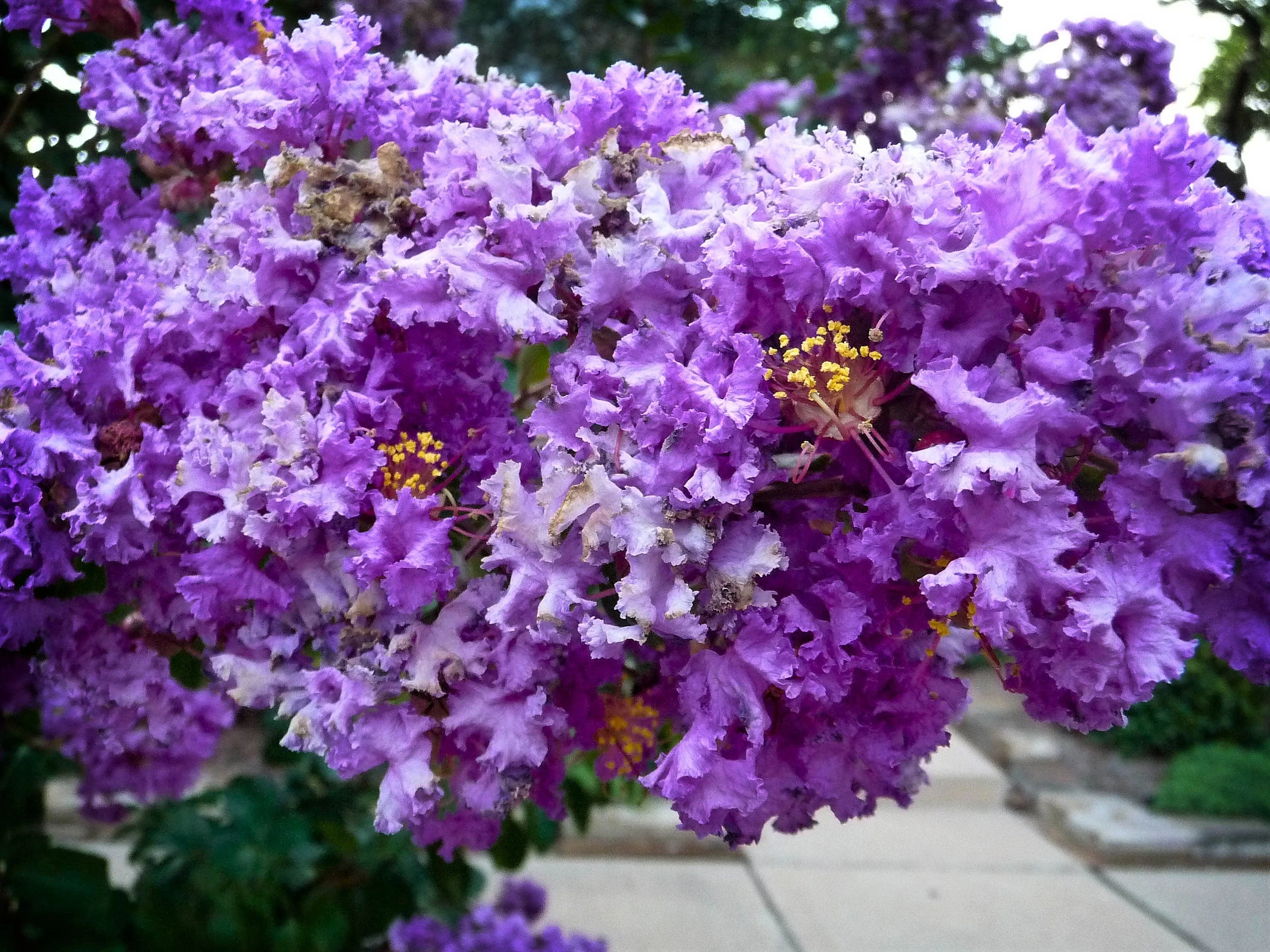 35 PURPLE CREPE MYRTLE Lagerstroemia Indica Flowering Shrub Bush Small Tree Seeds - Image 2