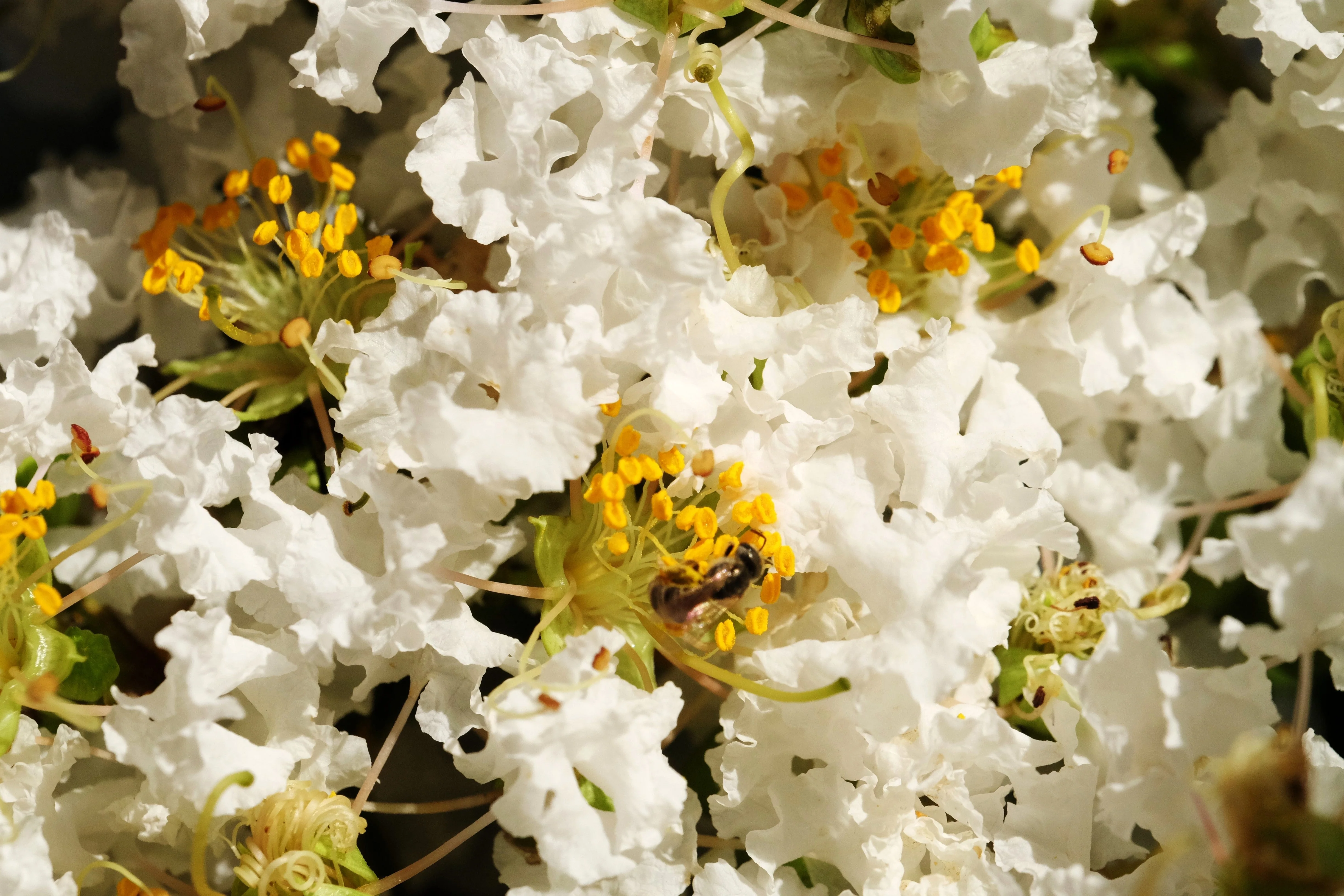 35 WHITE CREPE MYRTLE Lagerstroemia Indica Flowering Shrub Bush Small Tree Seeds - Image 11