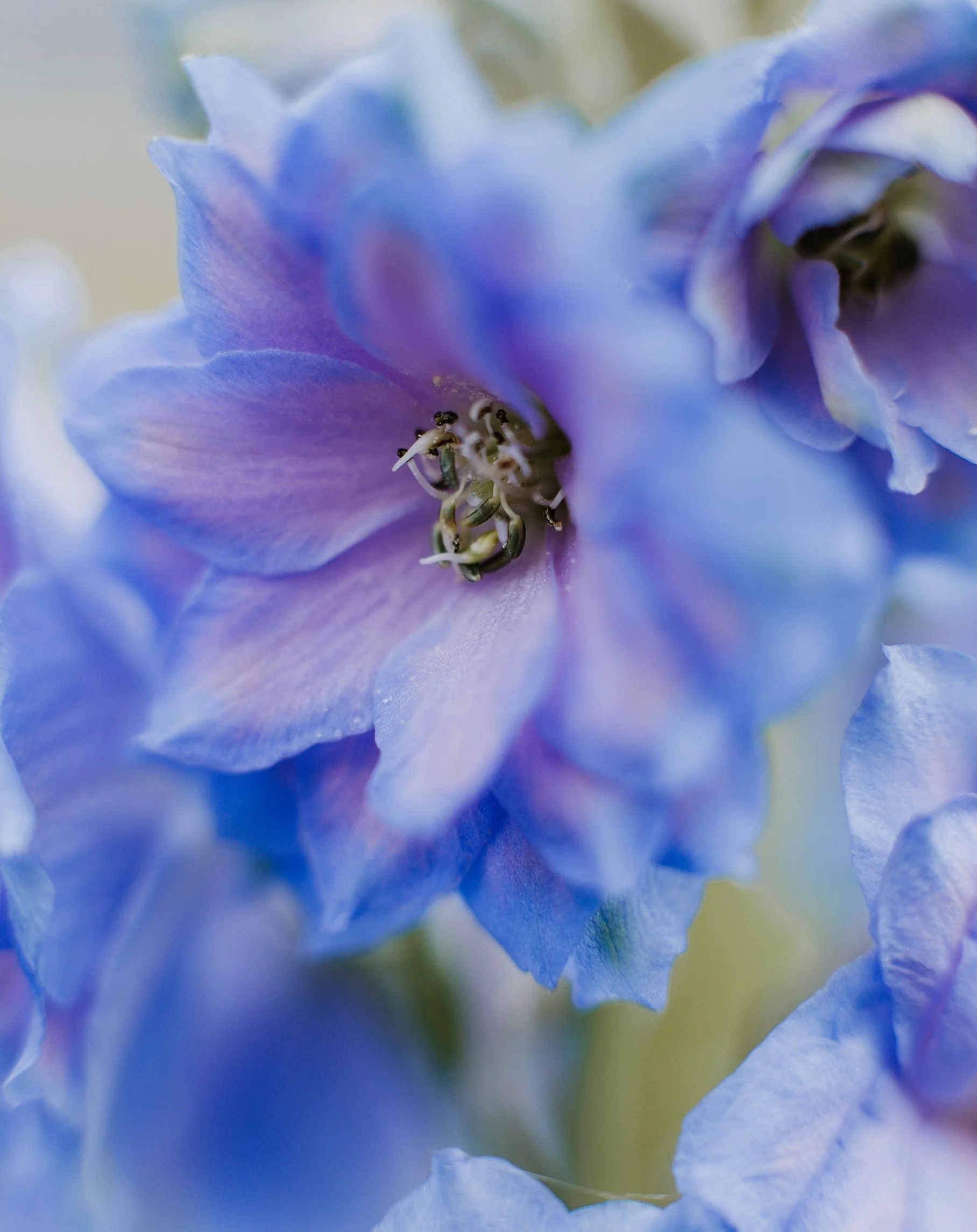 350 Blue with Pink ROCKET LARKSPUR DELPHINIUM Consolida Ajacis Seeds - Image 9