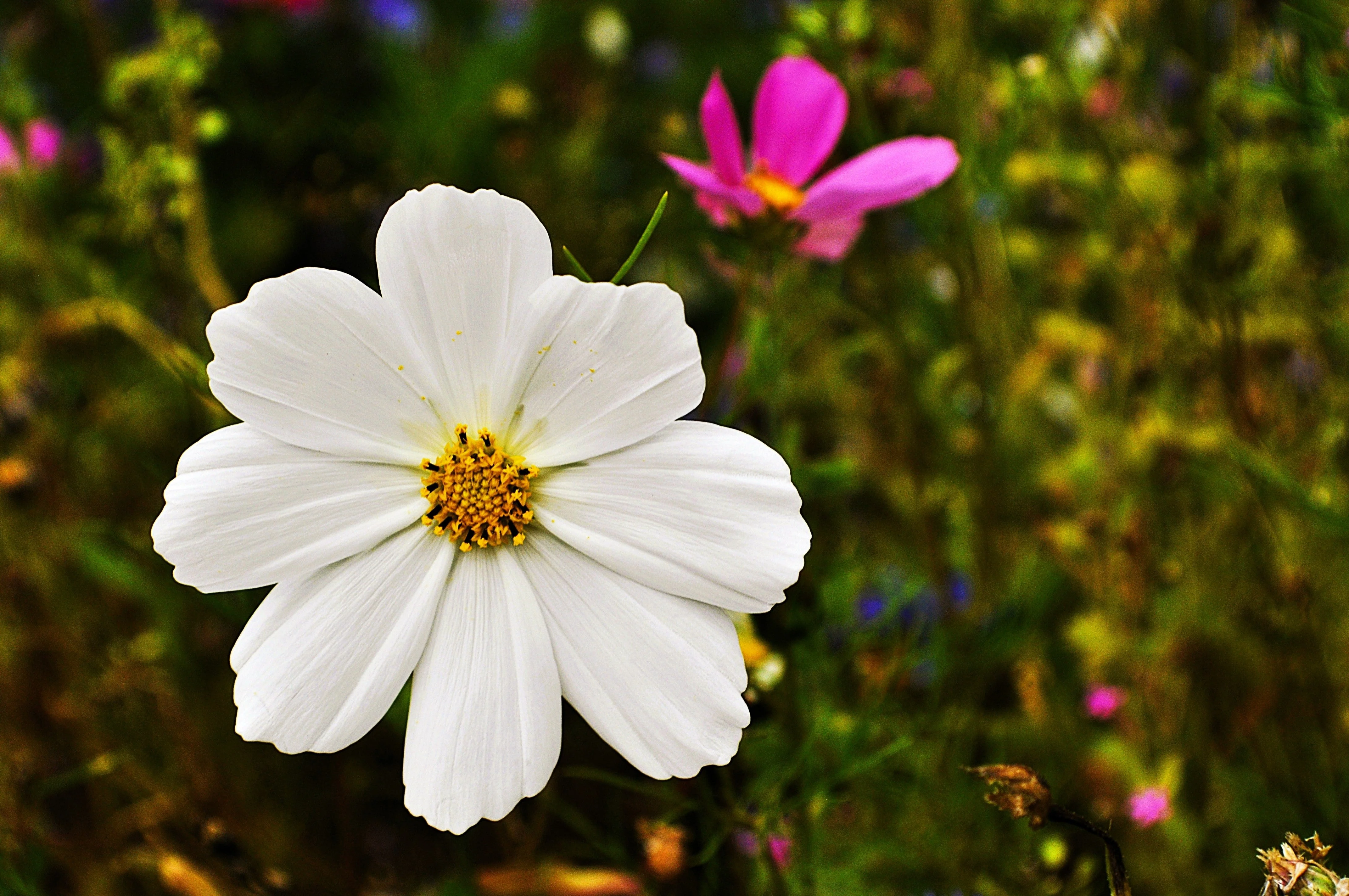 350 PURITY WHITE COSMOS Cosmos Bipinnatus Flower Seeds - Image 5