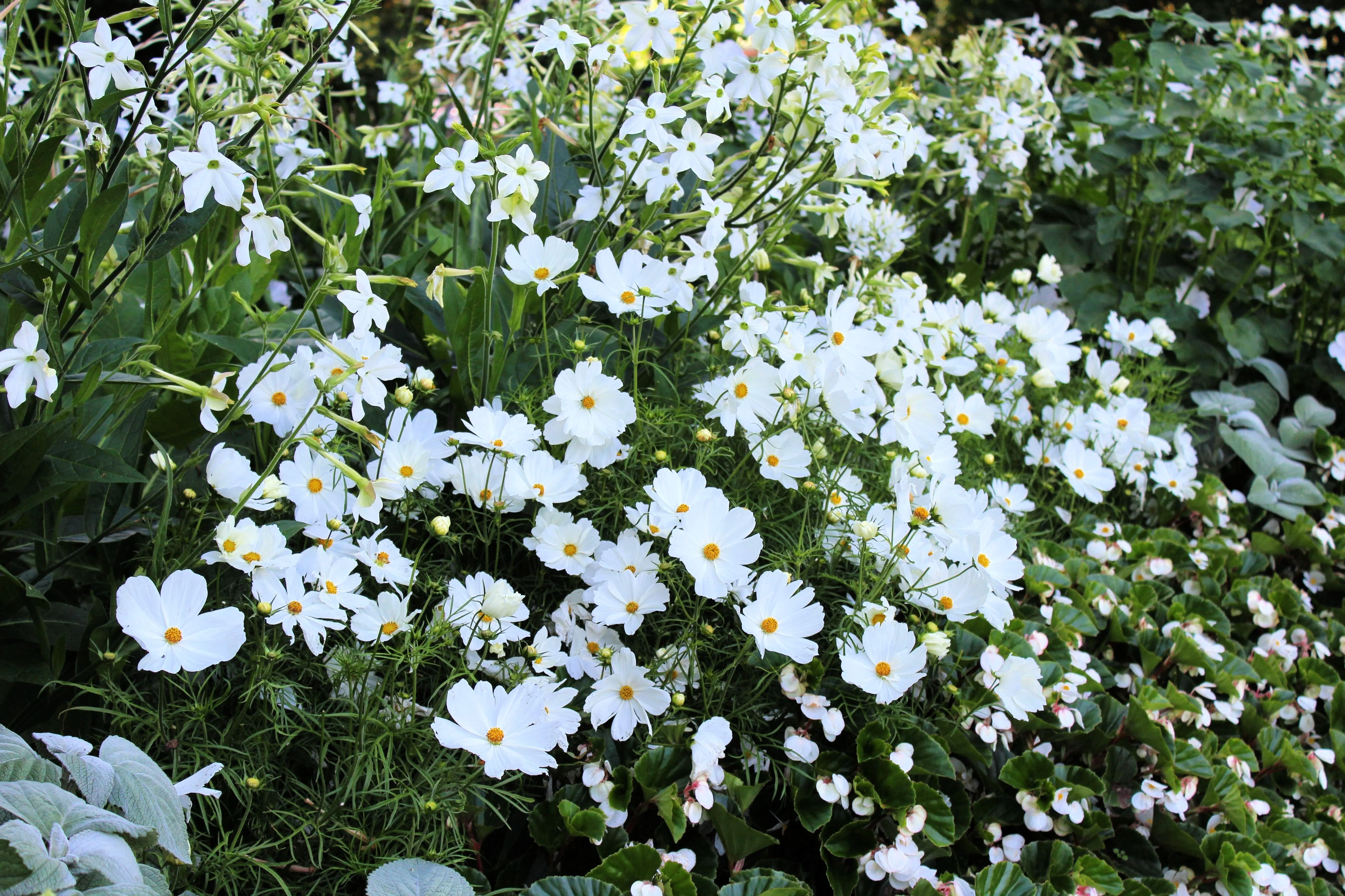 350 PURITY WHITE COSMOS Cosmos Bipinnatus Flower Seeds - Image 7