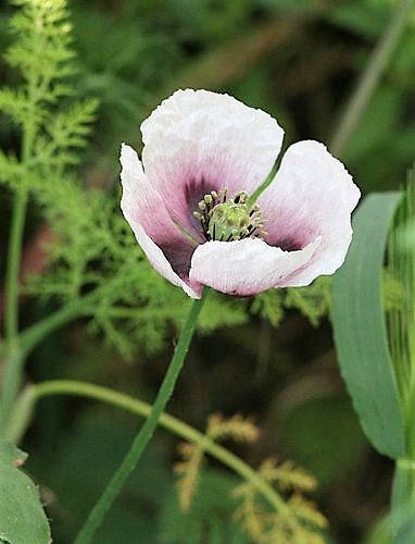 350 TASMANIAN Purple & White POPPY Papaver Somniferum Flower Seeds - Image 4