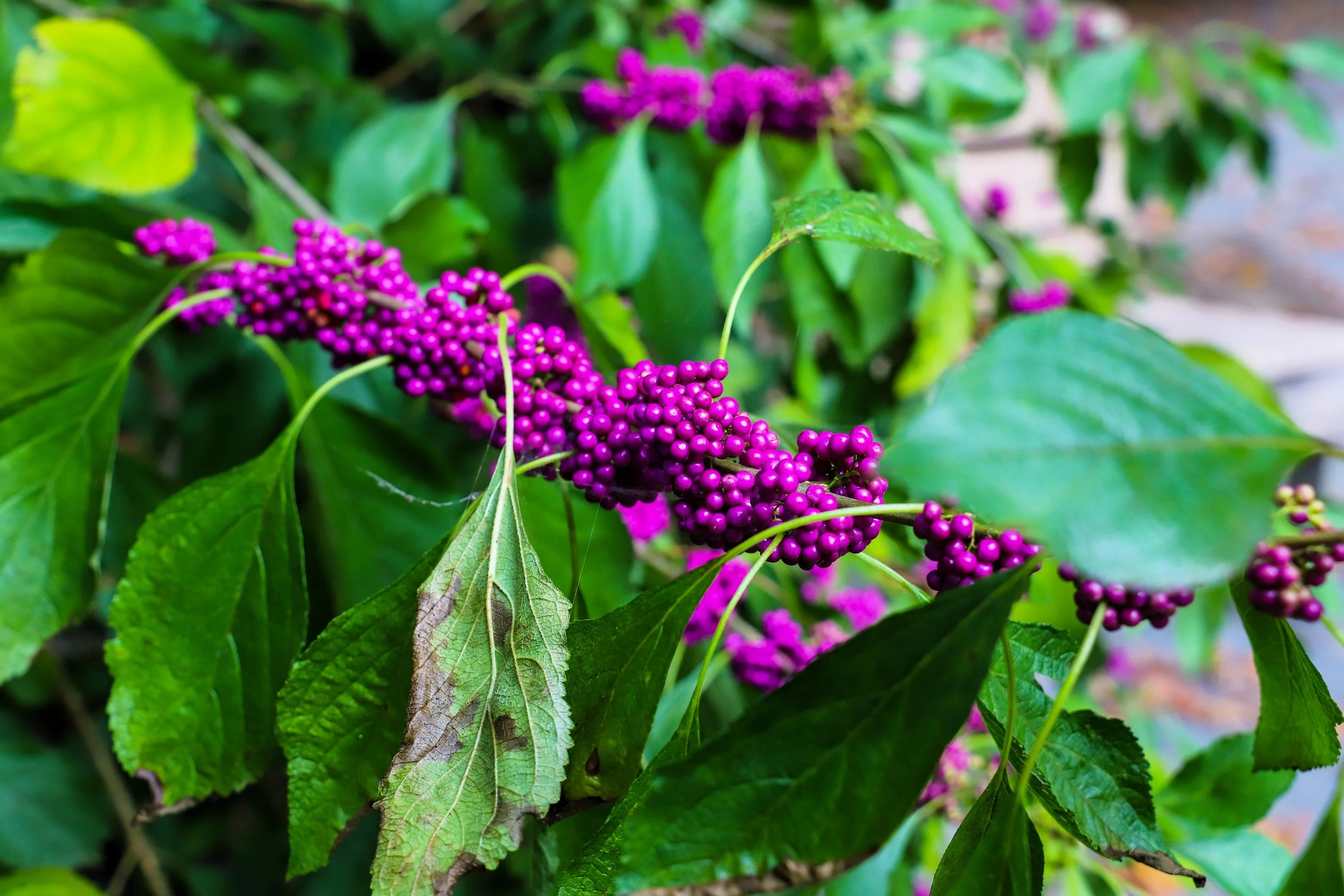 40 American PURPLE BEAUTYBERRY Shrub Flower Callicarpa Americana Seeds - Image 11