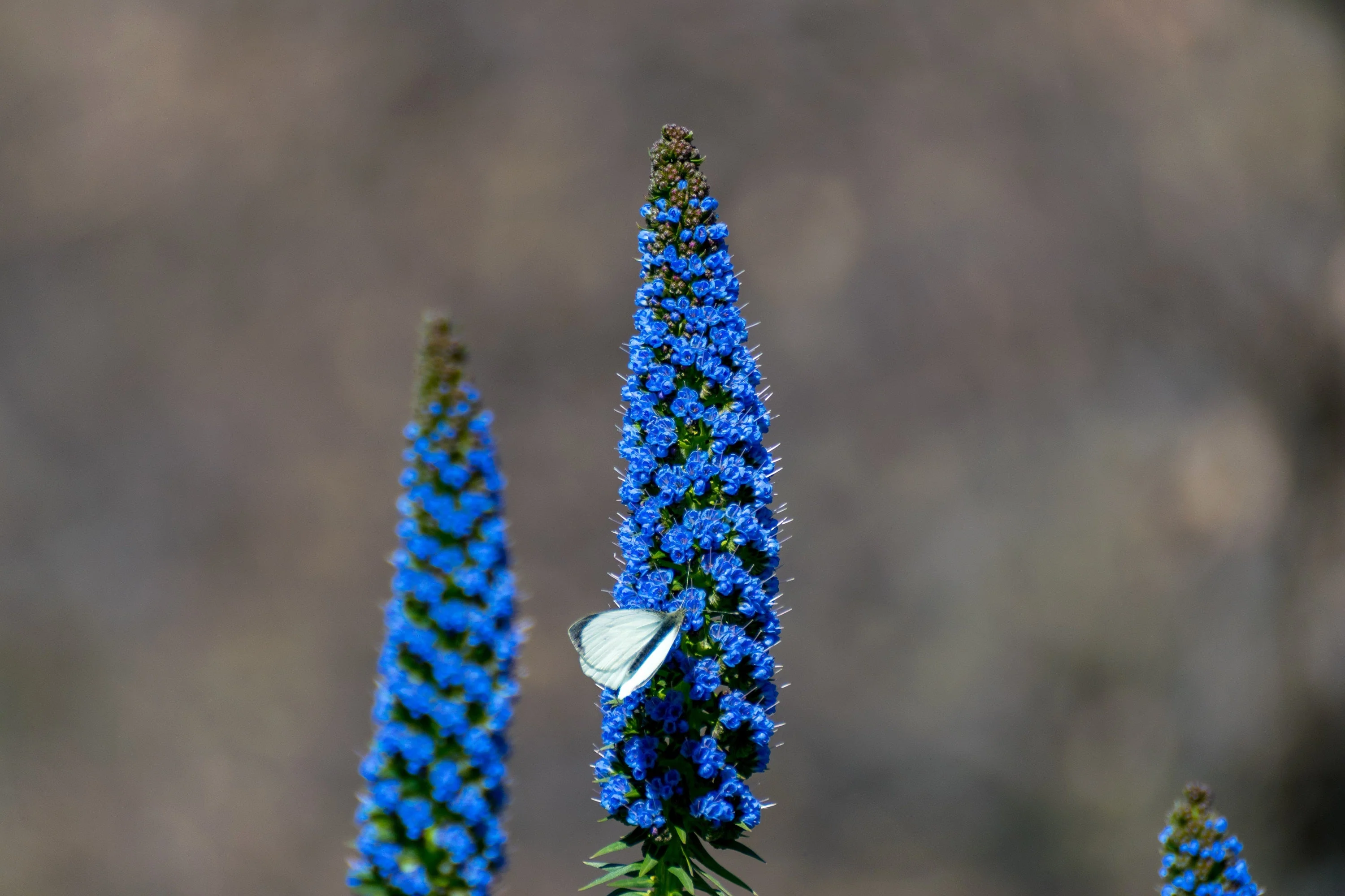 40 Blue PRIDE OF MADEIRA Echium Candicans Fastuosum Nectar Flower Seeds - Image 7