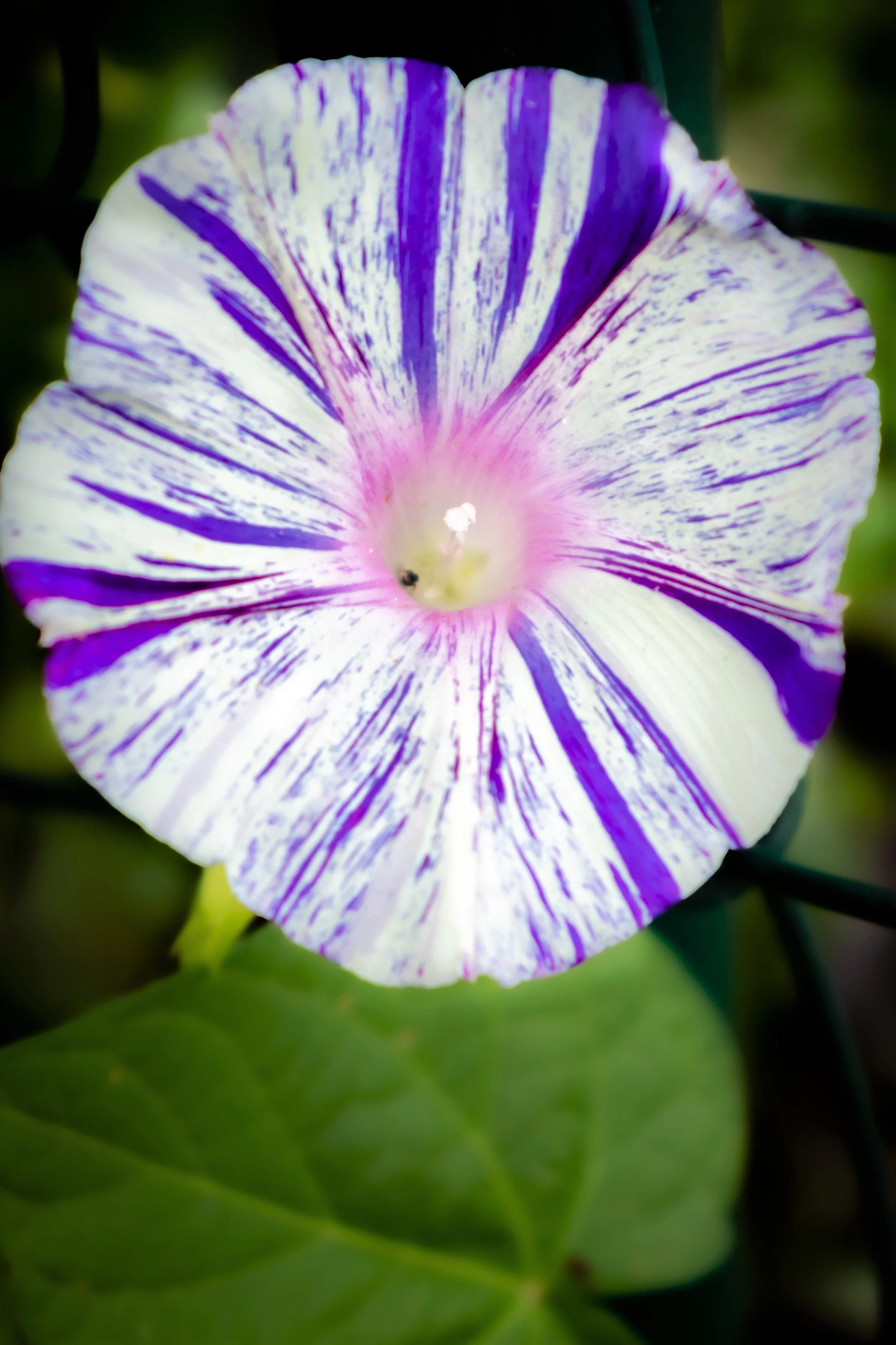 40 CARNEVALE di VENEZIA MORNING GLORY Pink & Purple with White Stripes Ipomoea Purpurea Flower Vine Seeds - Image 12