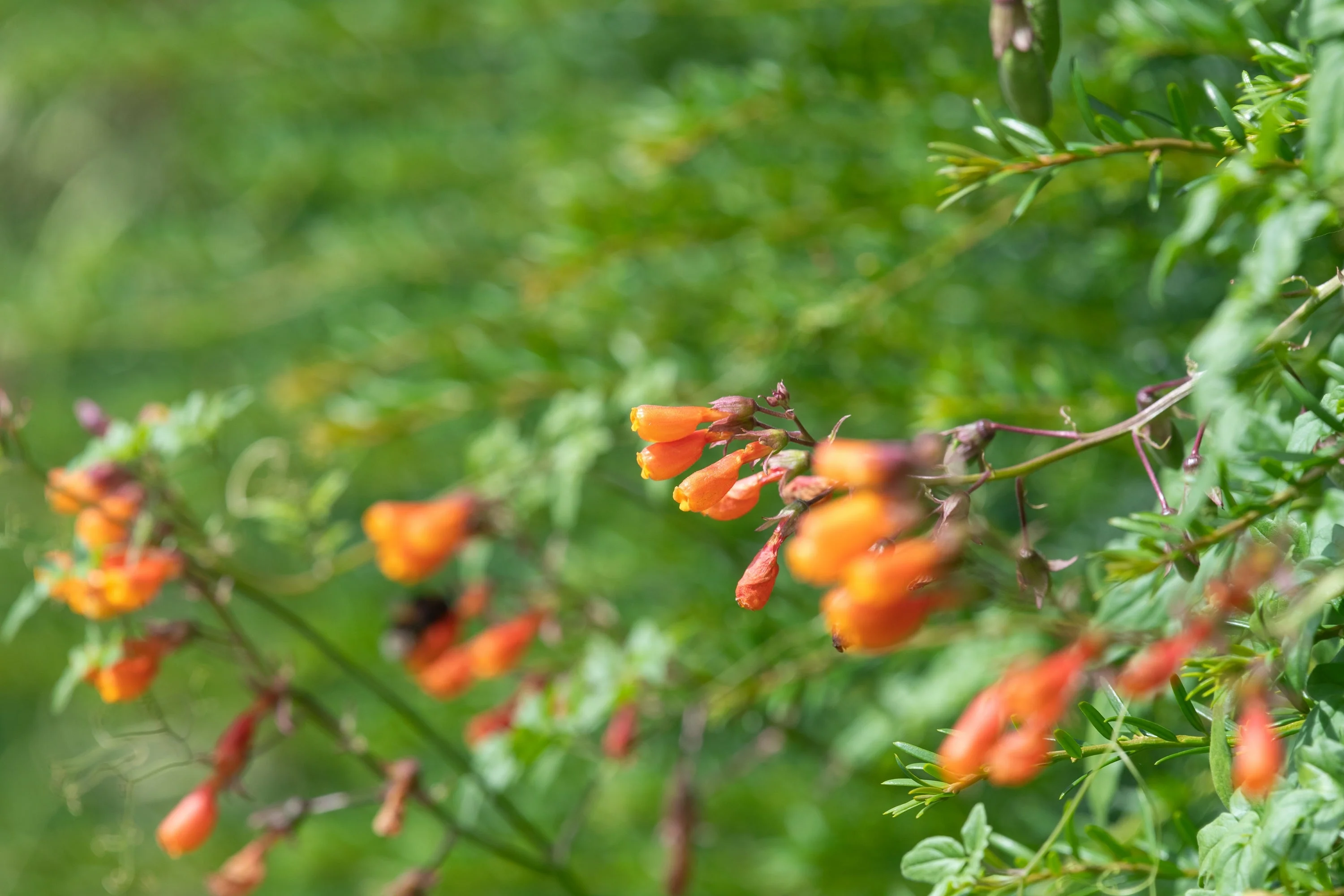 40 CHILEAN GLORY VINE Eccremocarpus Scaber Flower Seeds - Image 5