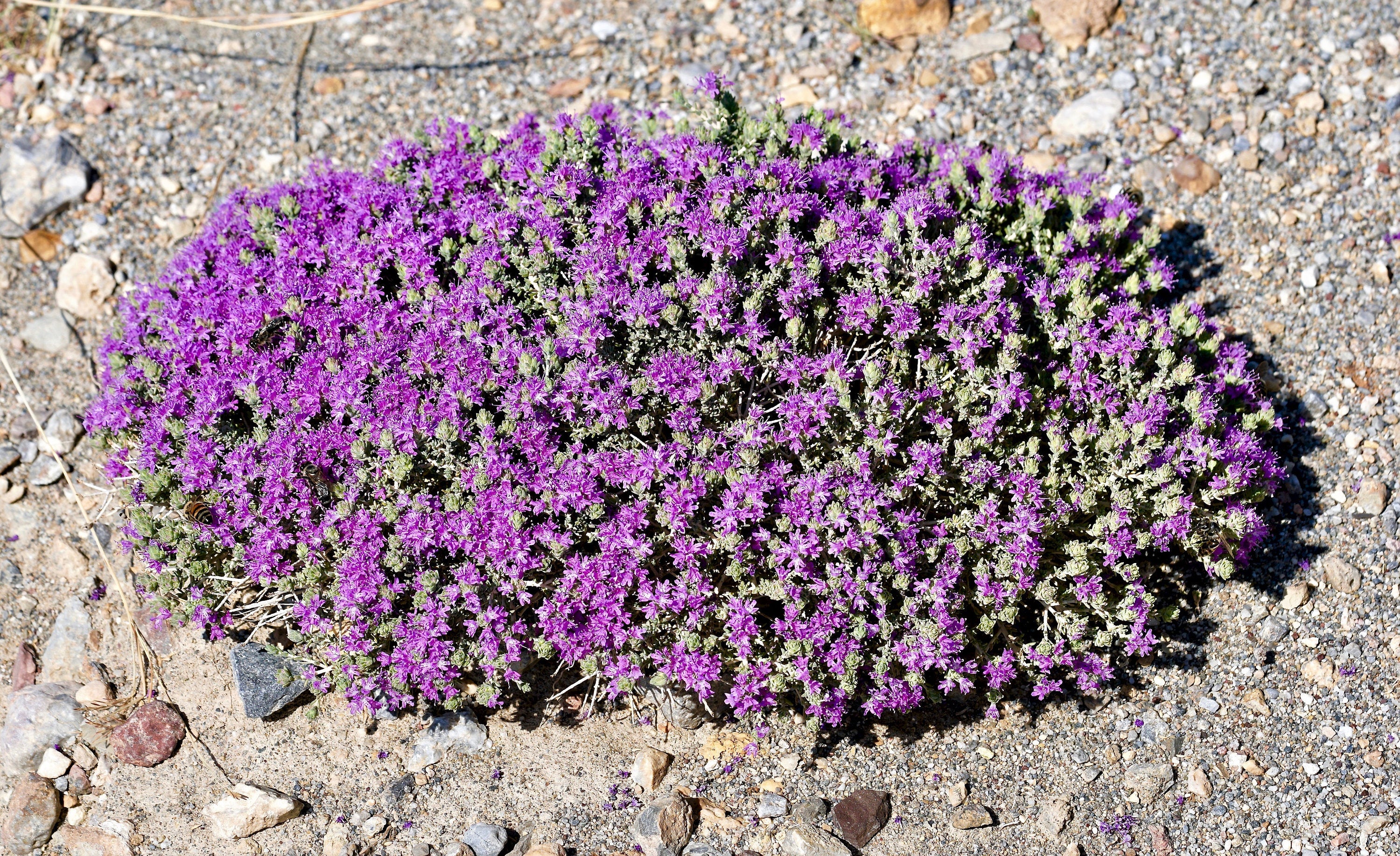 40 CONEHEAD THYME Thymus Capitatus syn. Thymbra Capitata Mediterranean aka Spanish Oregano Persian Hyssop Herb Purple Flower Seeds - Image 3