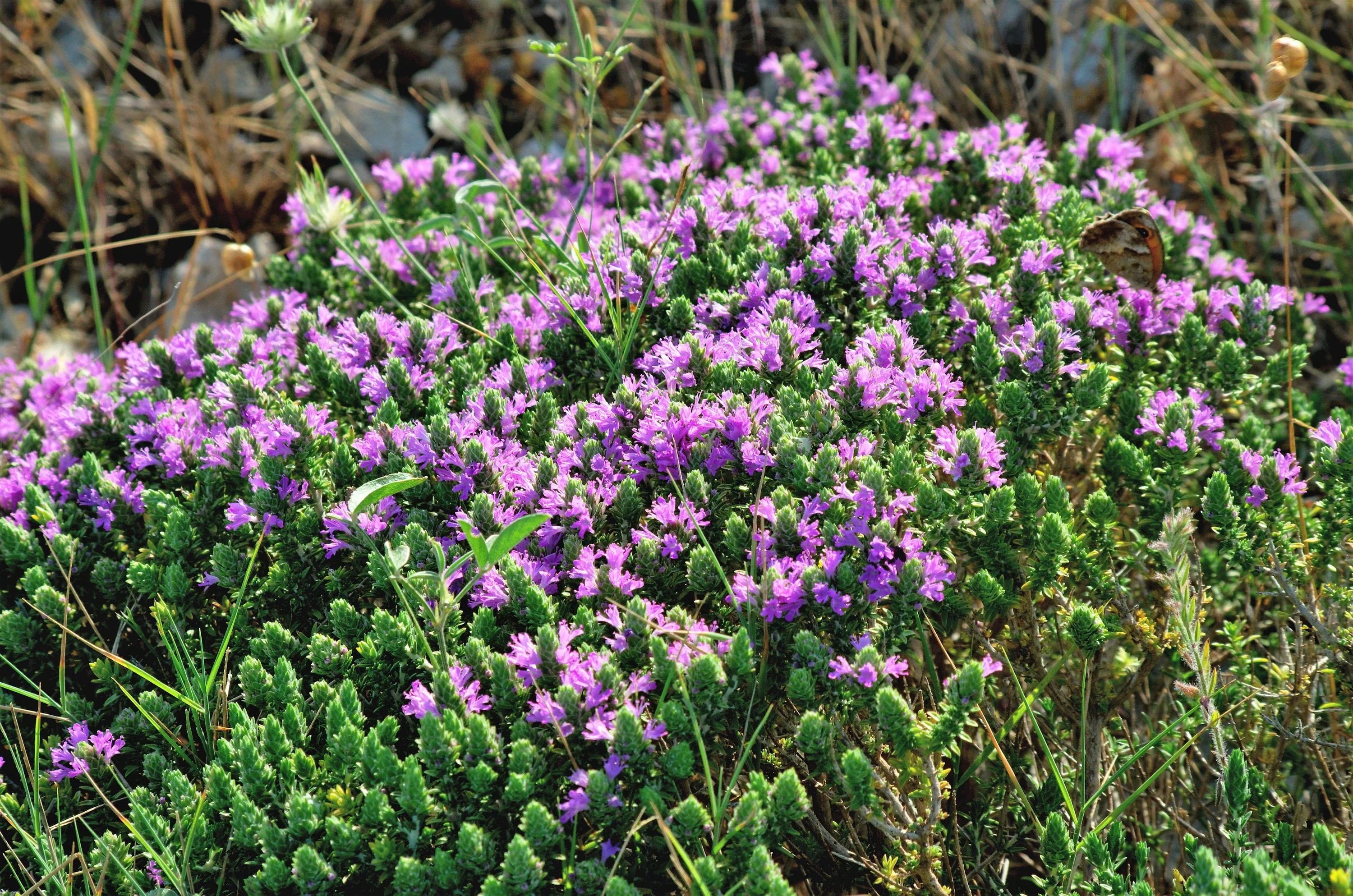 40 CONEHEAD THYME Thymus Capitatus syn. Thymbra Capitata Mediterranean aka Spanish Oregano Persian Hyssop Herb Purple Flower Seeds - Image 4