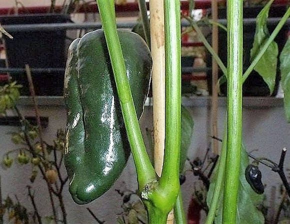 40 MULATO ISLENO PEPPER Brown Mildly Hot Ancho Poblano Capsicum Vegetable Seeds - Image 3
