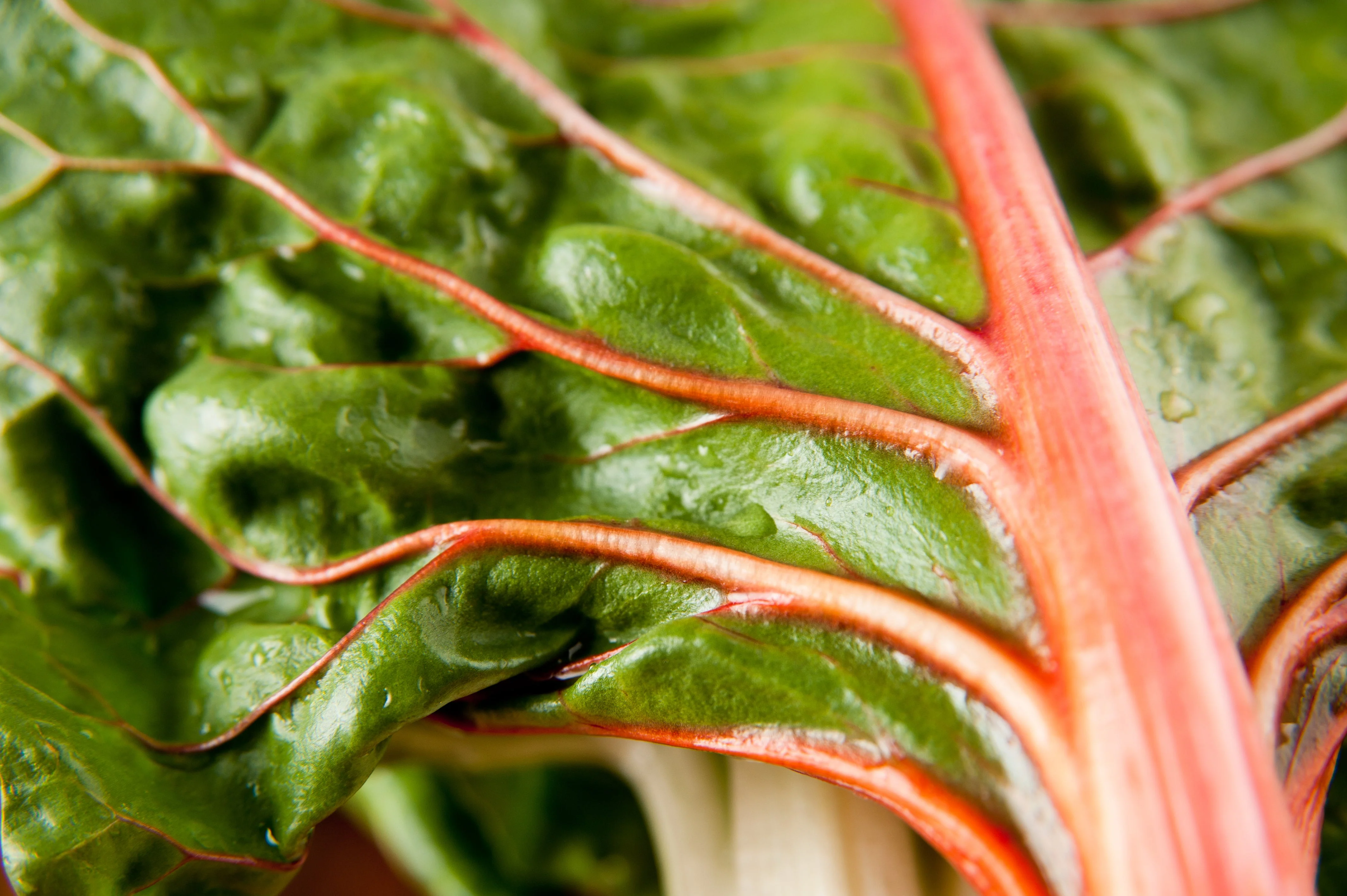 40 PINK FLAMINGO SWISS CHARD Beta Vulgaris Perpetual Spinach Vegetable Seeds - Image 2