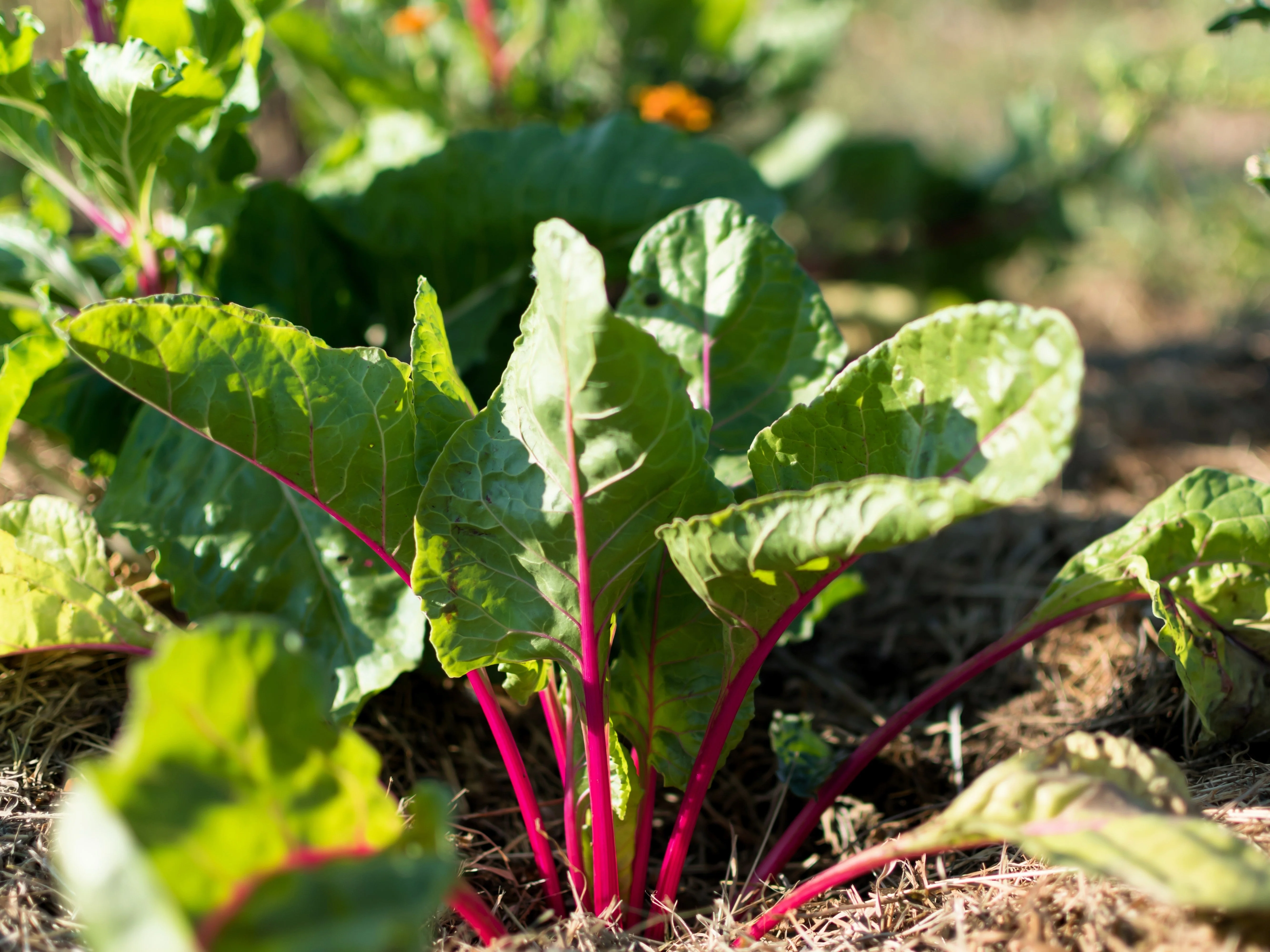 40 PINK LIPSTICK SWISS CHARD Vegetable Seeds Perpetual Spinach Beta Vulgaris Seeds - Image 7