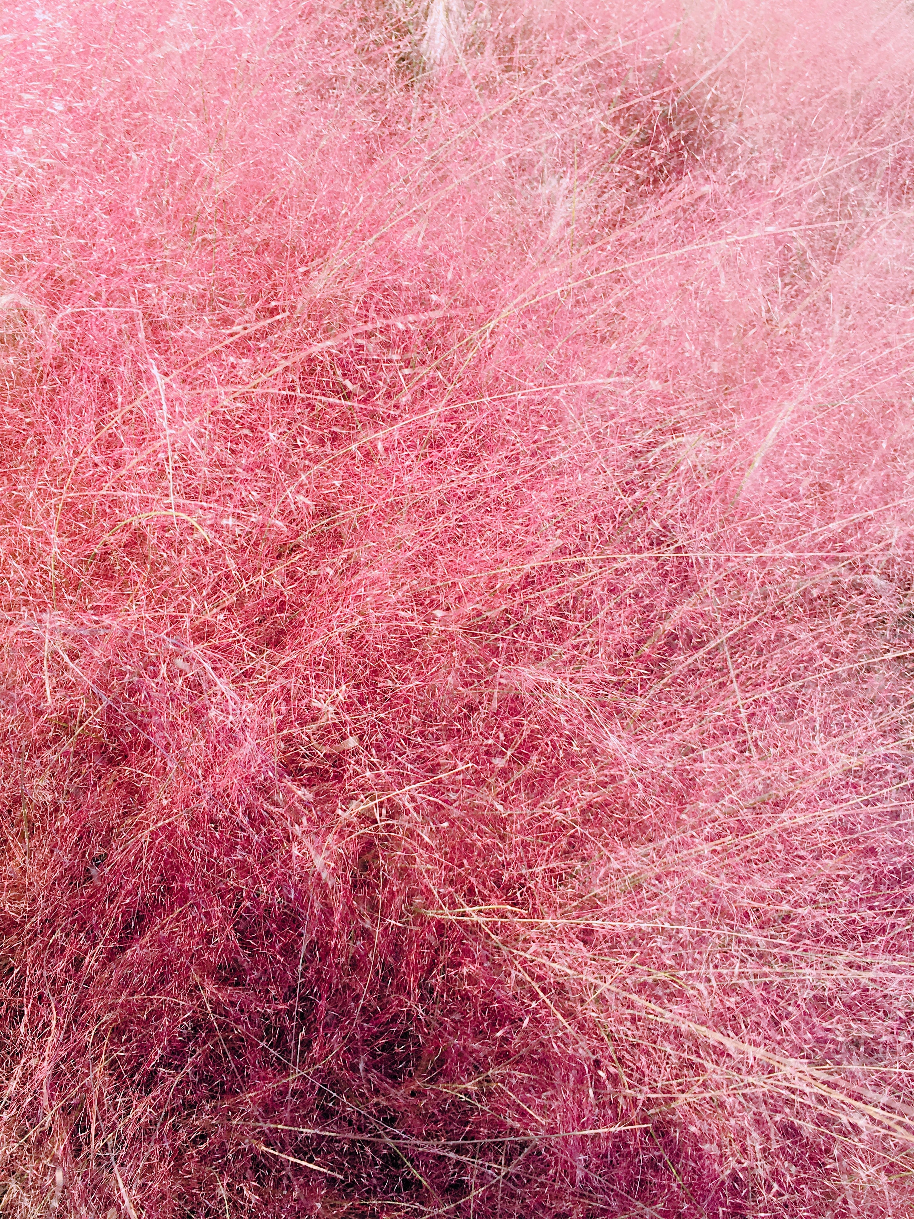 40 PINK MUHLY GRASS Cotton Candy Grass Muhlenbergia Capillaris Native Seeds - Image 6