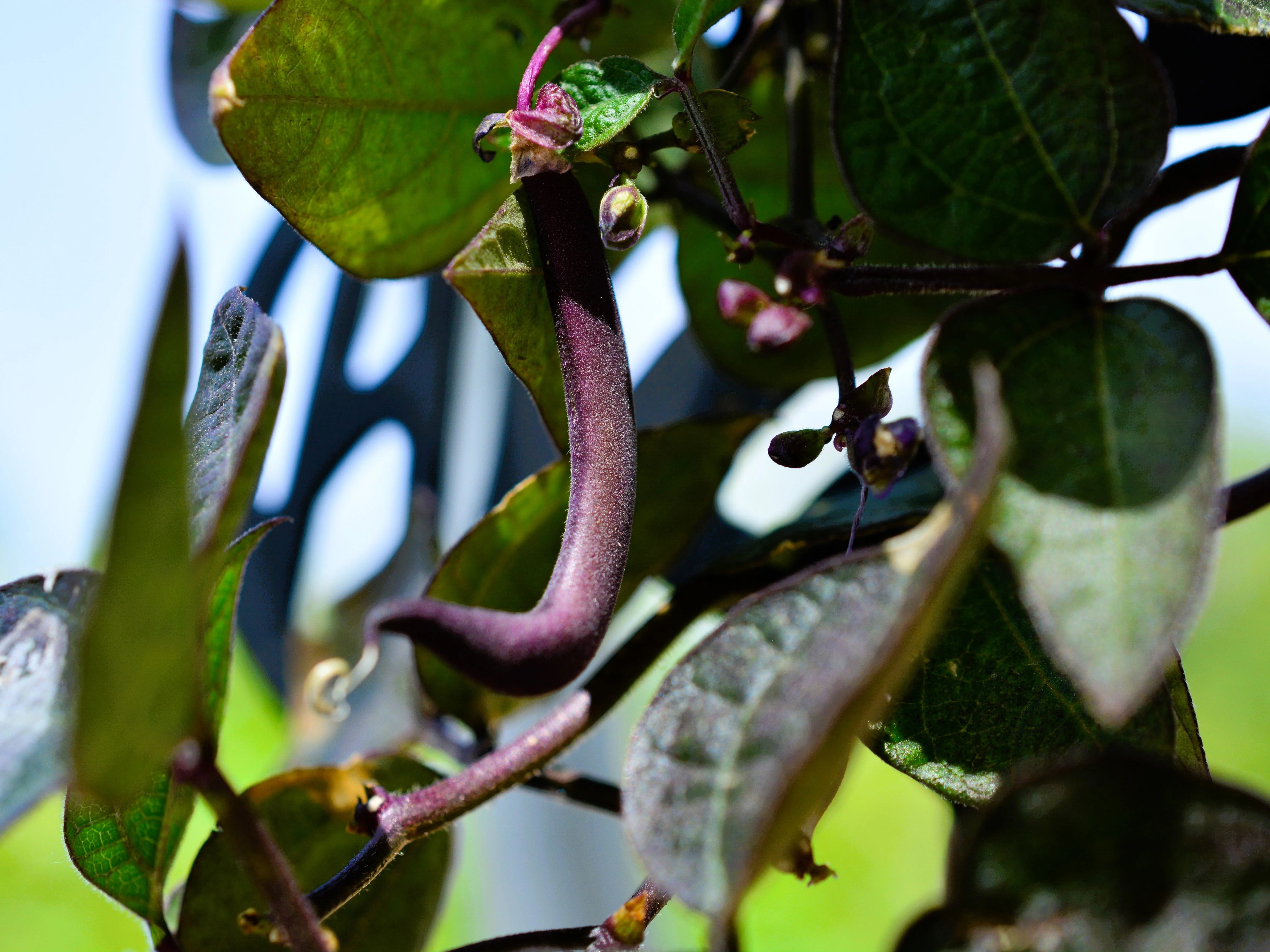 40 Royalty PURPLE POD BEAN Phaseolus Vulgaris Vegetable Seeds - Image 7
