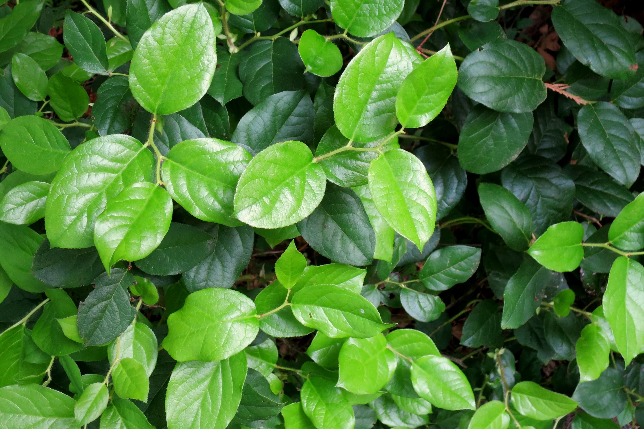 40 SALAL BERRY Gaultheria Shallon Pink White Flowers Blue Fruit Shrub Seeds - Image 10