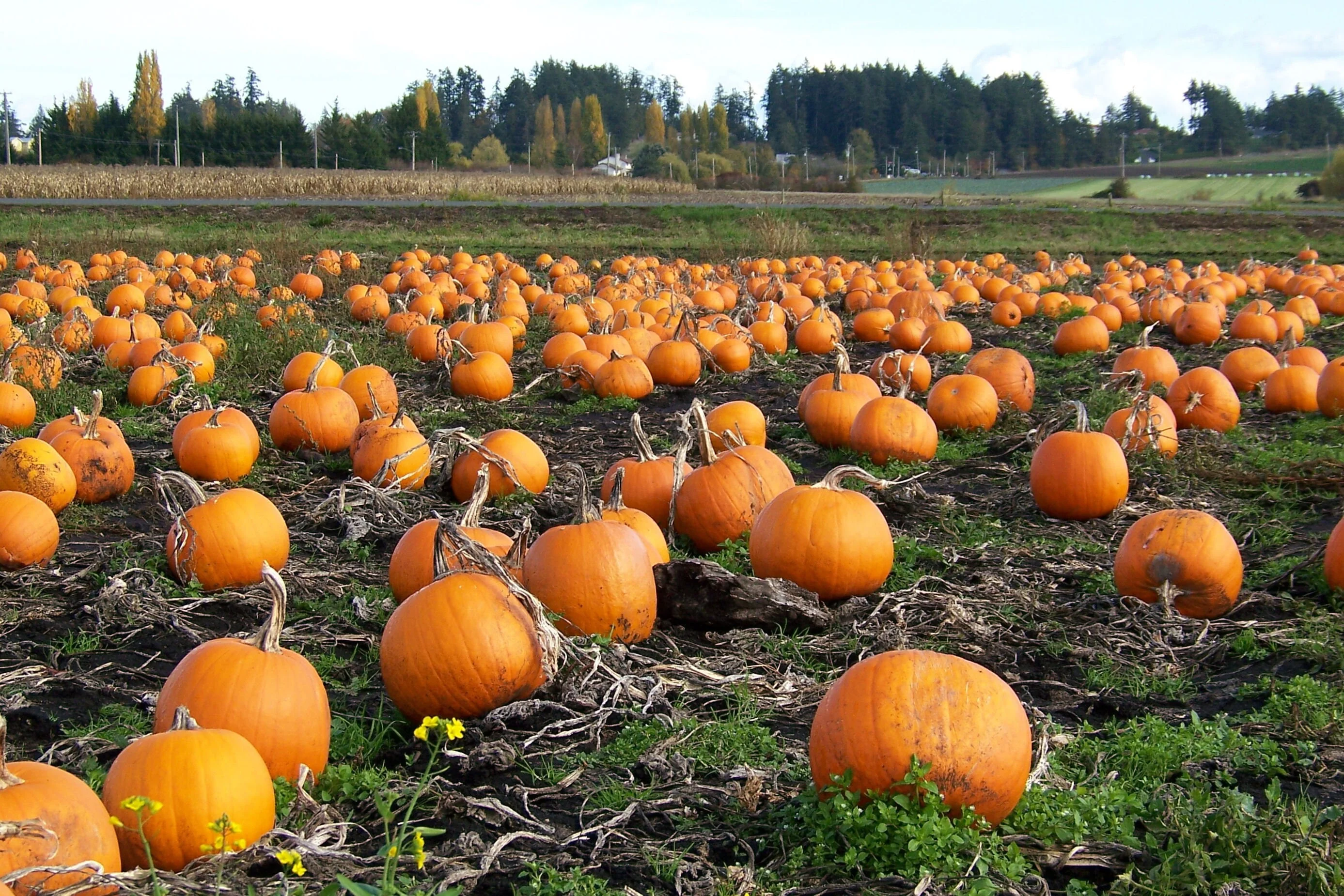 40 SMALL SUGAR PUMPKIN Orange Pie or Carving Cucurbita Pepo Vegetable Seeds - Image 4
