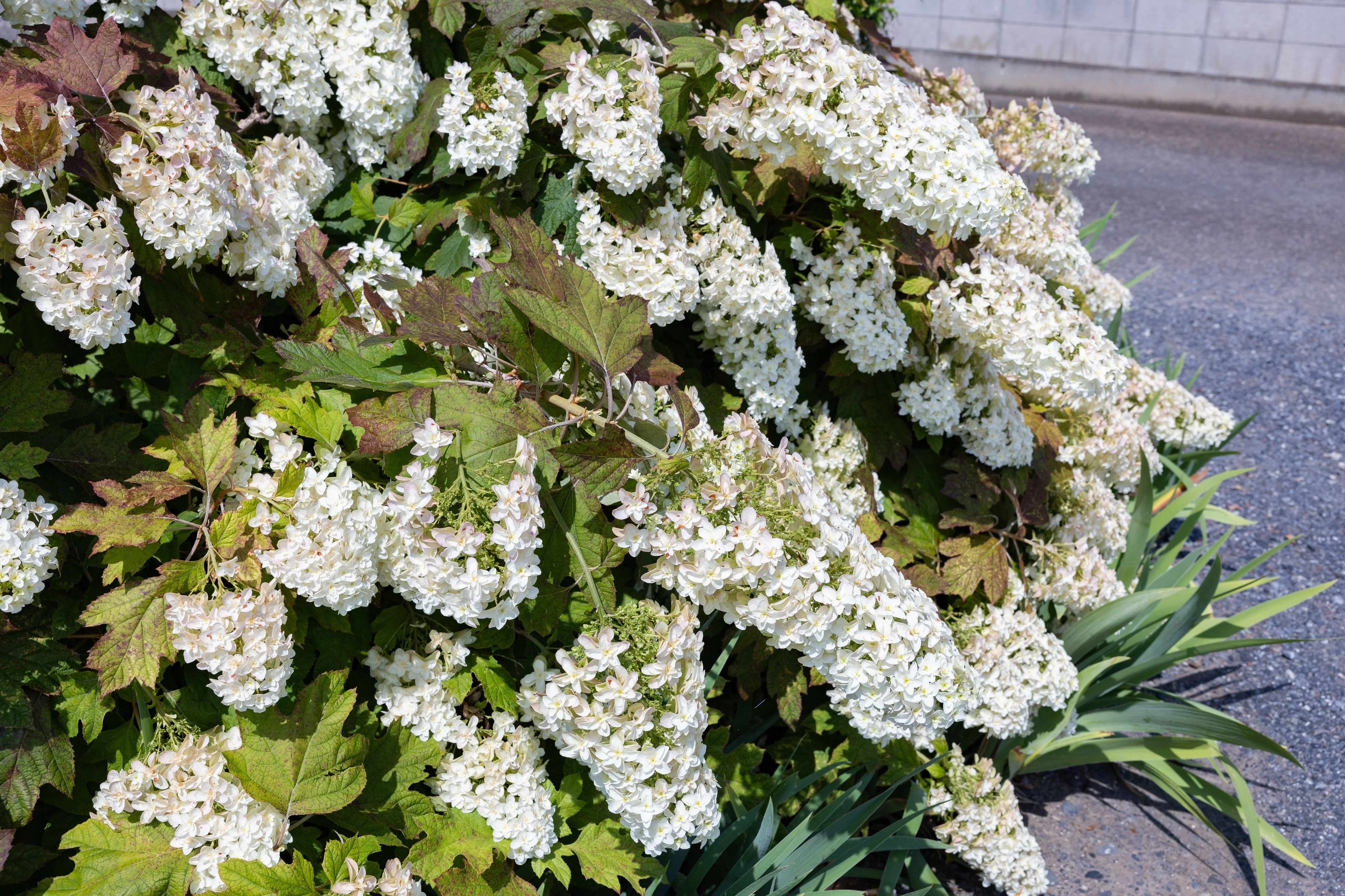 40 White OAK LEAF HYDRANGEA Quercifolia Shrub Flower Seeds - Image 13