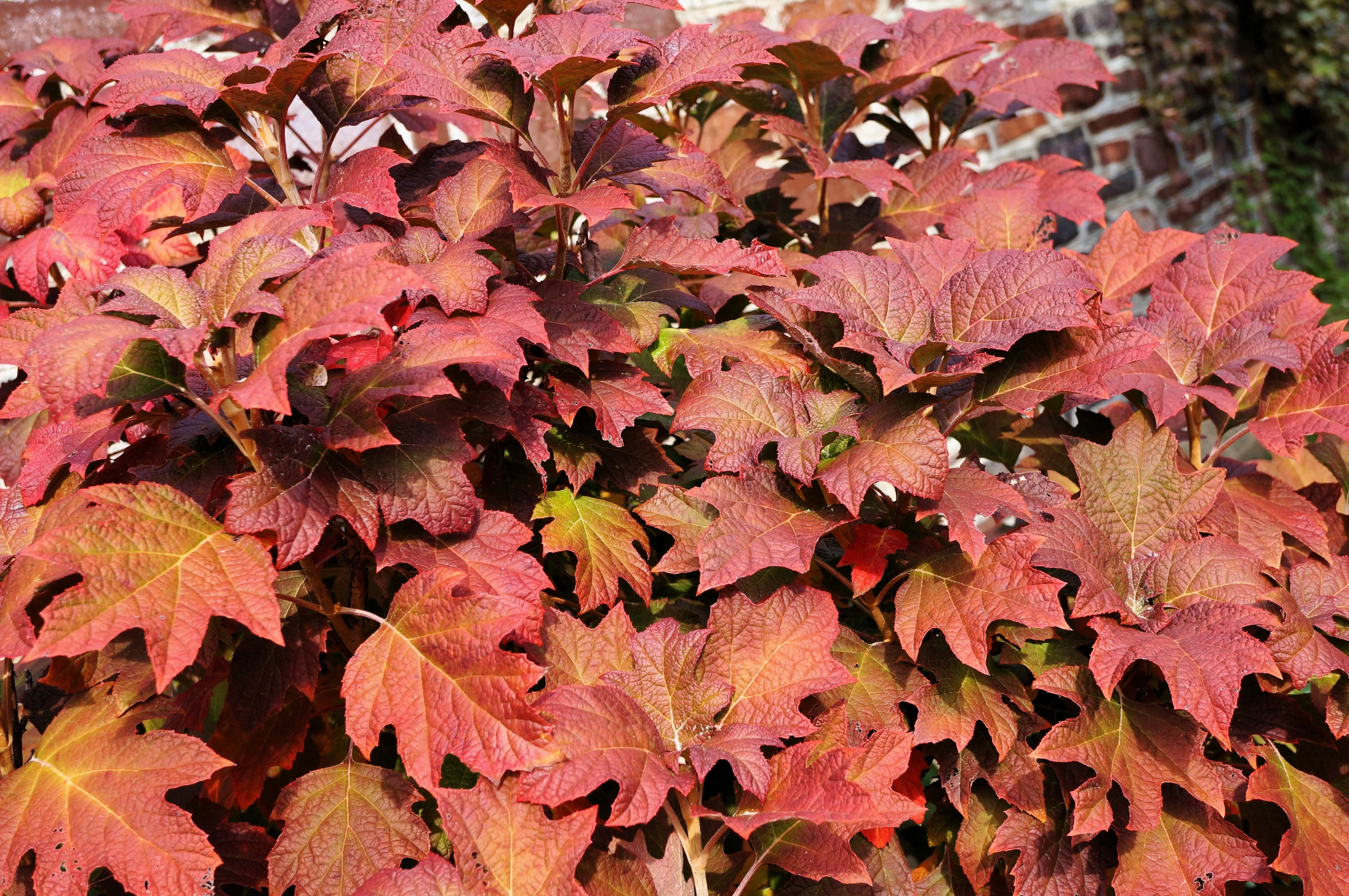 40 White OAK LEAF HYDRANGEA Quercifolia Shrub Flower Seeds - Image 2
