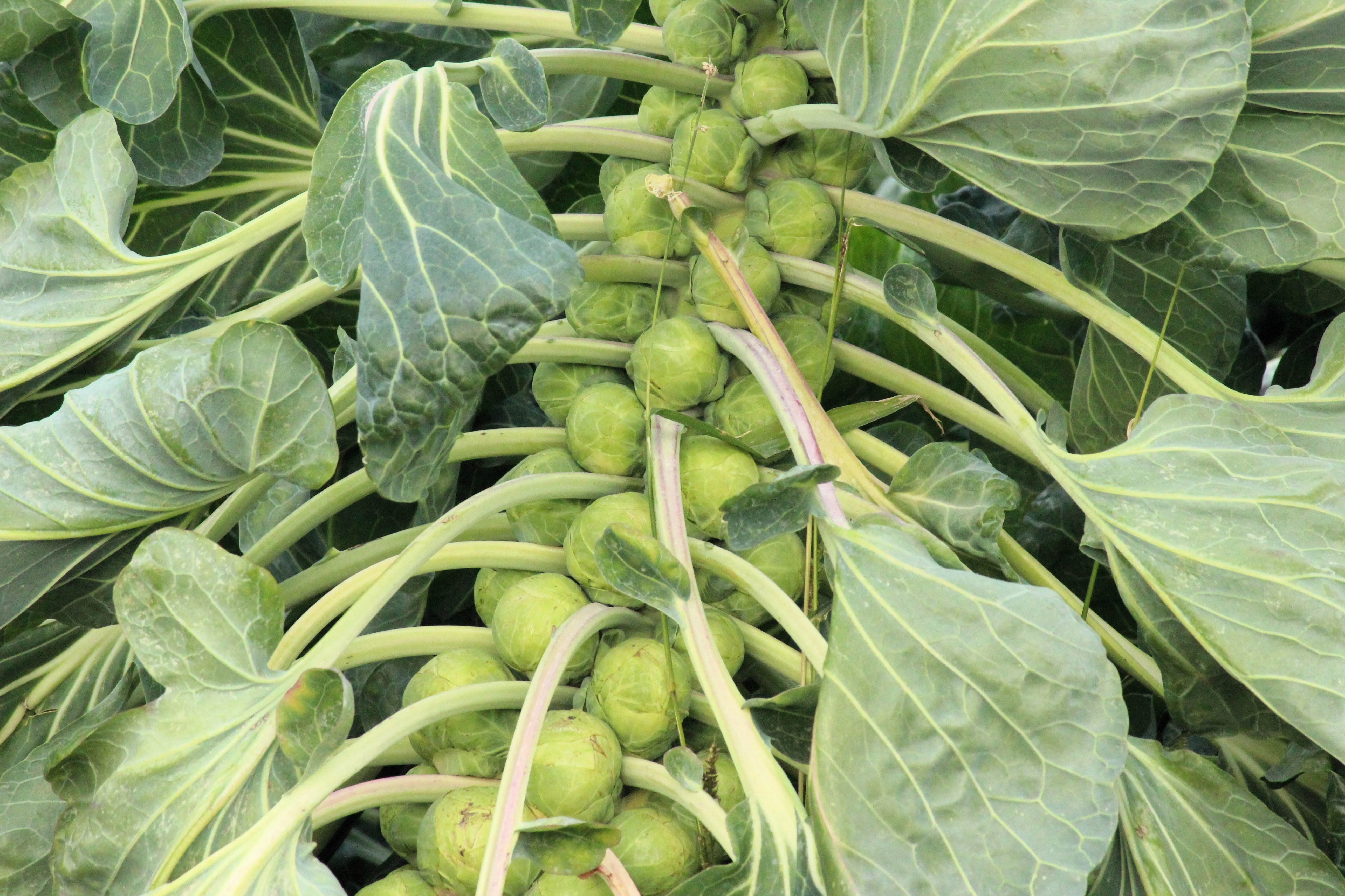 400 CATSKILL BRUSSEL SPROUT Sprouts Brassica Oleracea Vegetable Seeds - Image 5