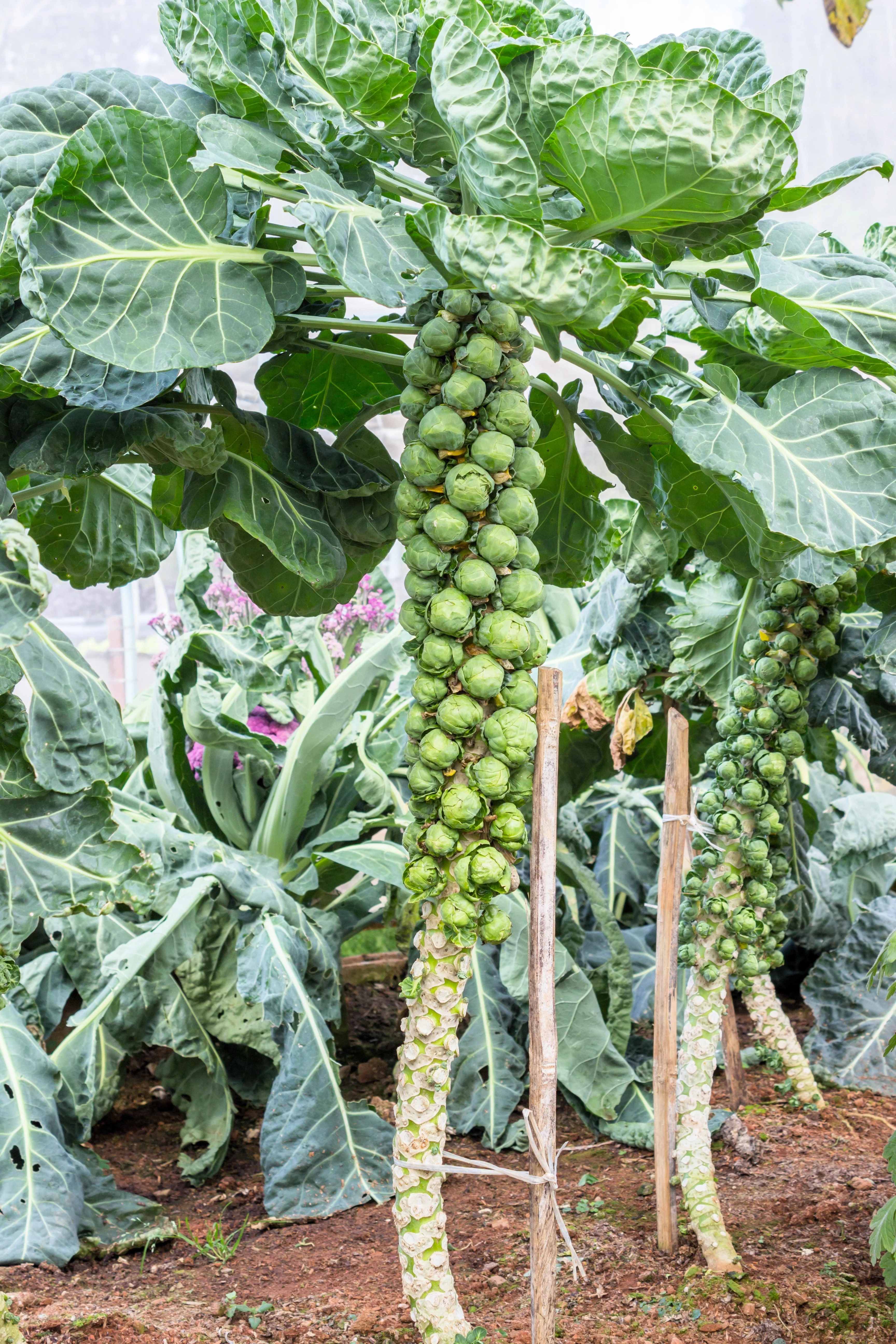 400 CATSKILL BRUSSEL SPROUT Sprouts Brassica Oleracea Vegetable Seeds - Image 8