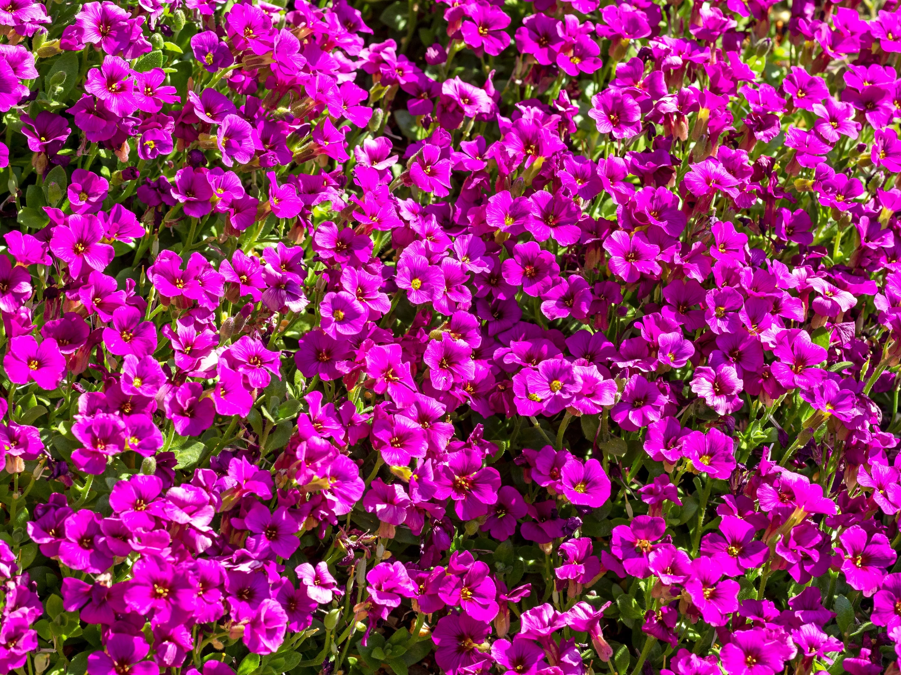 400 RAINBOW ROCKCRESS Rock Cress Large Flowered Aubrieta Cultorum Flower Seeds - Image 4