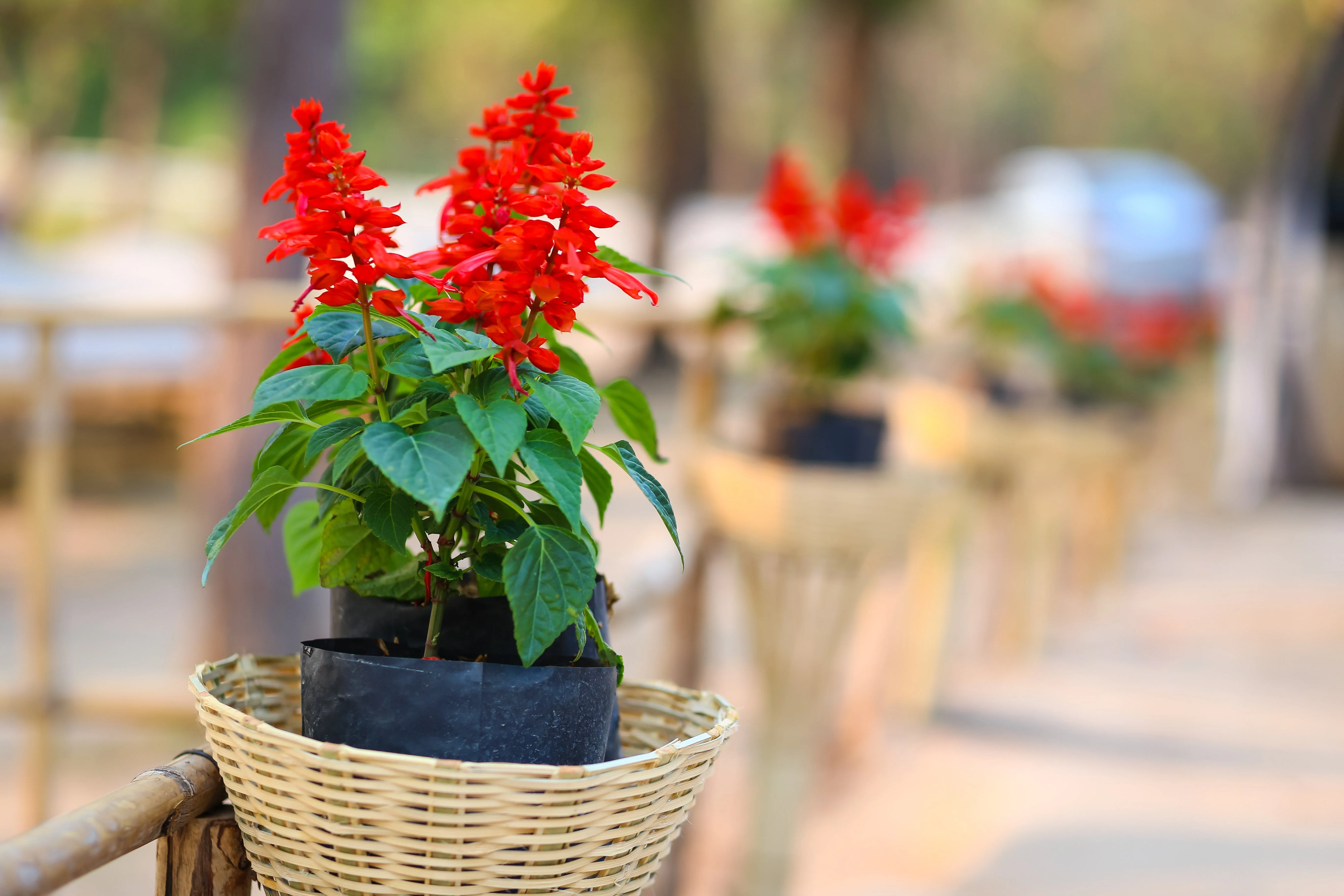 400 SCARLET SAGE (Lady-In-Red Salvia / Blood Sage / Red Texas Sage) Salvia Coccinea Flower Seeds - Image 6