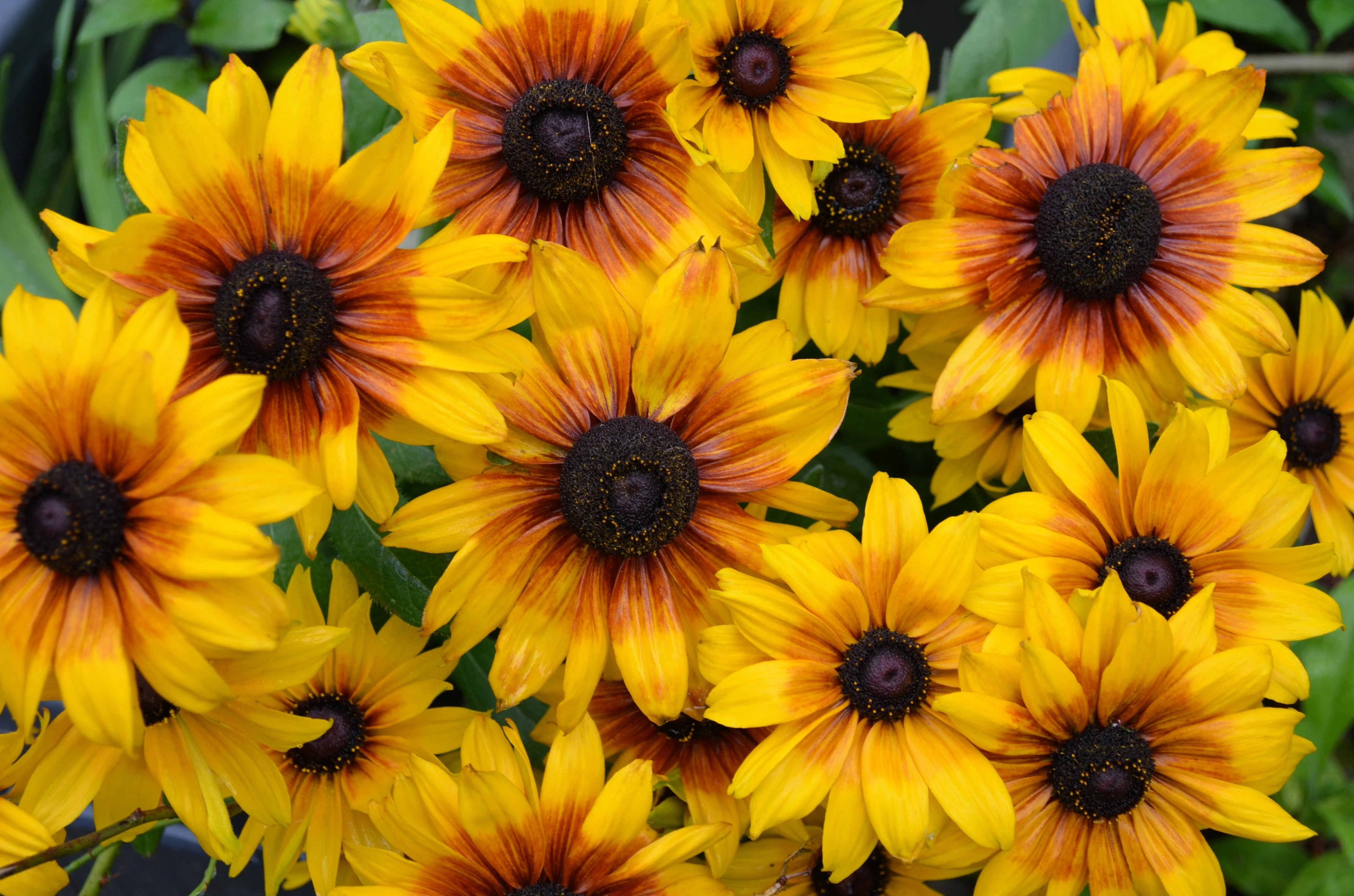 4000 Indian Summer GLORIOSA DAISY Rudbeckia Hirta Red Yellow Brown Flower Seeds - Image 5