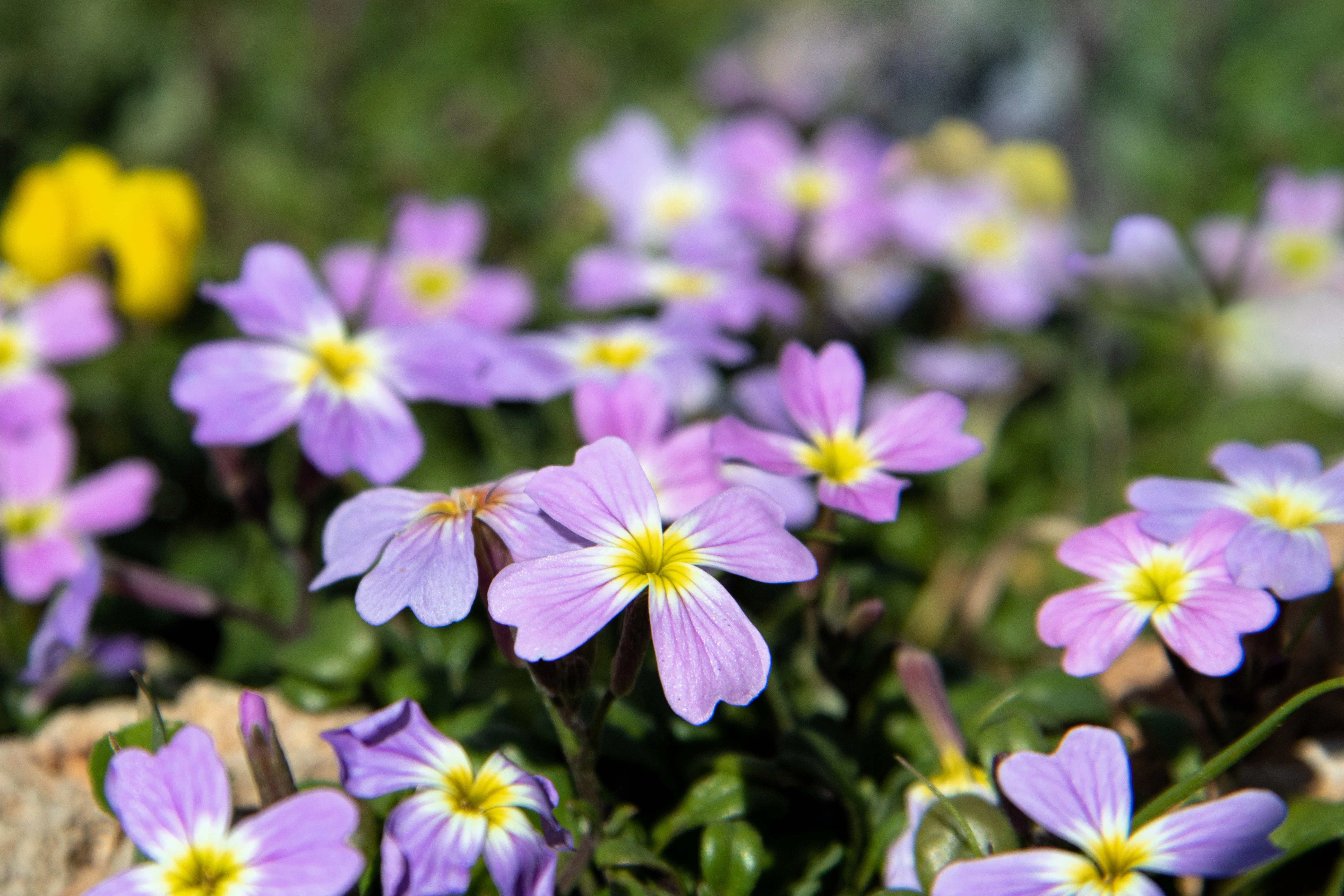 4000 VIRGINIA STOCK Malcolmia Maritima Flower Seeds - Image 5