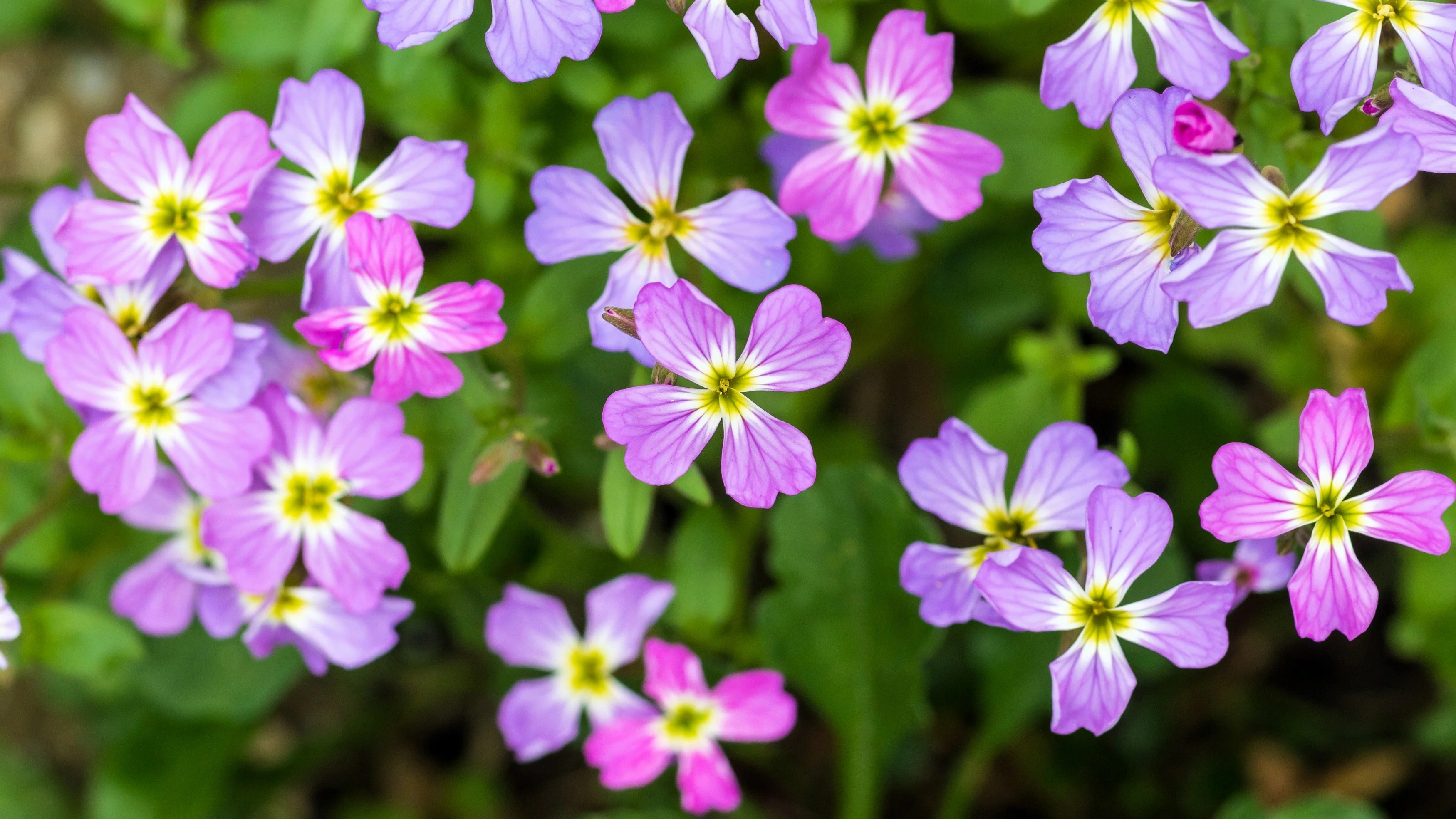 4000 VIRGINIA STOCK Malcolmia Maritima Flower Seeds - Image 7