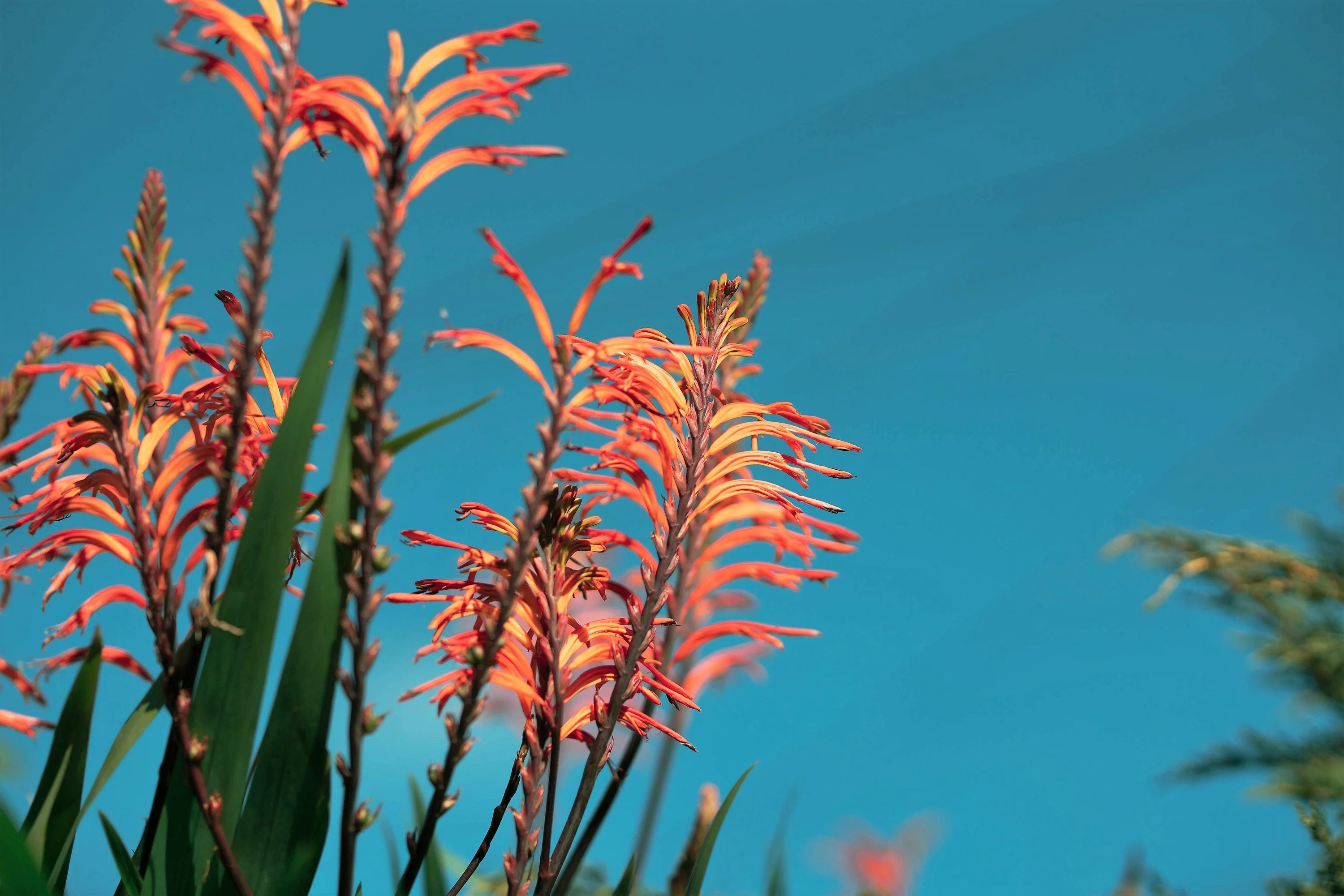 5 AFRICAN FLAG Chasmanthe Floribunda Cornflag Red Orange Hummingbird Flower Seeds - Image 3