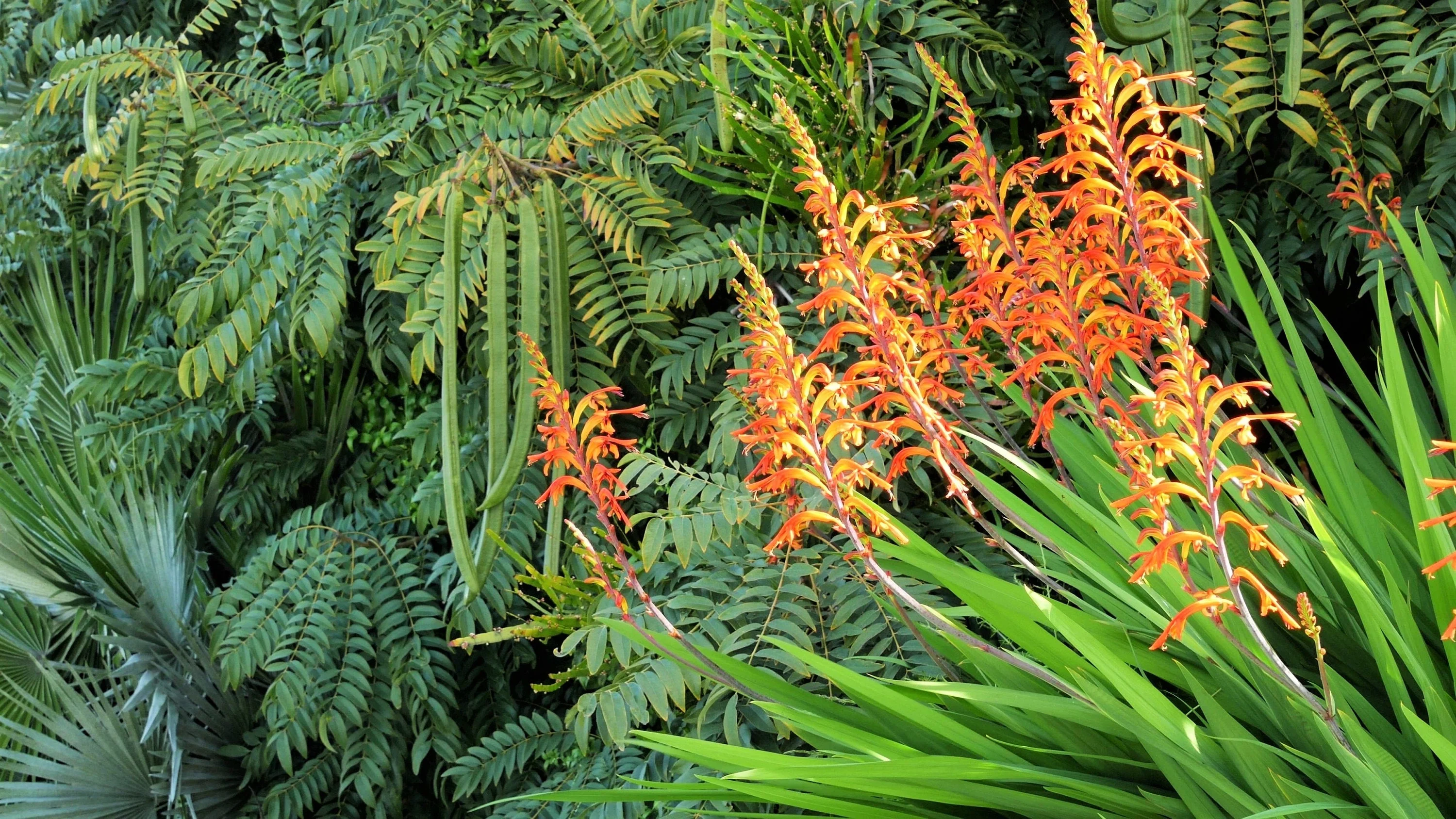 5 AFRICAN FLAG Chasmanthe Floribunda Cornflag Red Orange Hummingbird Flower Seeds - Image 5