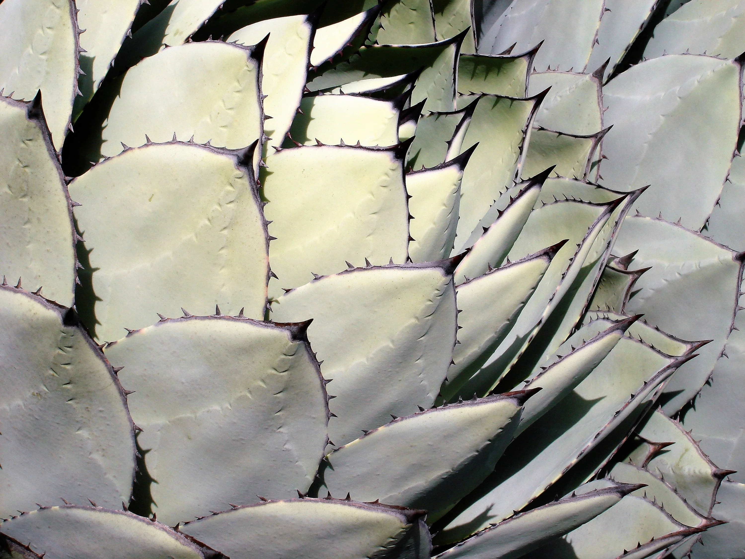 5 ARTICHOKE AGAVE Parry's Huachuca Agave Parryi Huachucensis Century Plant Succulent Cactus Seeds - Image 2