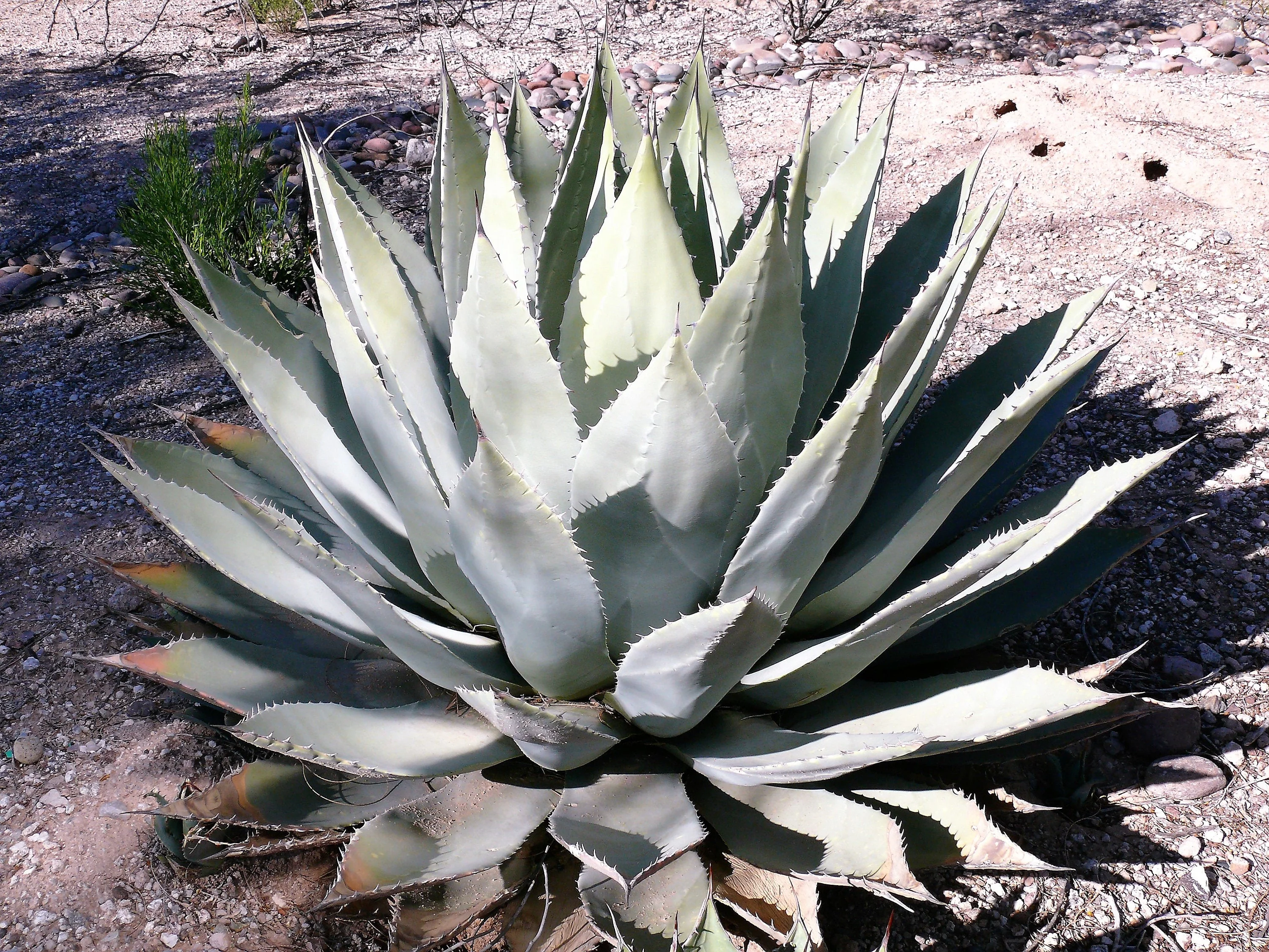 5 ARTICHOKE AGAVE Parry's Huachuca Agave Parryi Huachucensis Century Plant Succulent Cactus Seeds - Image 3