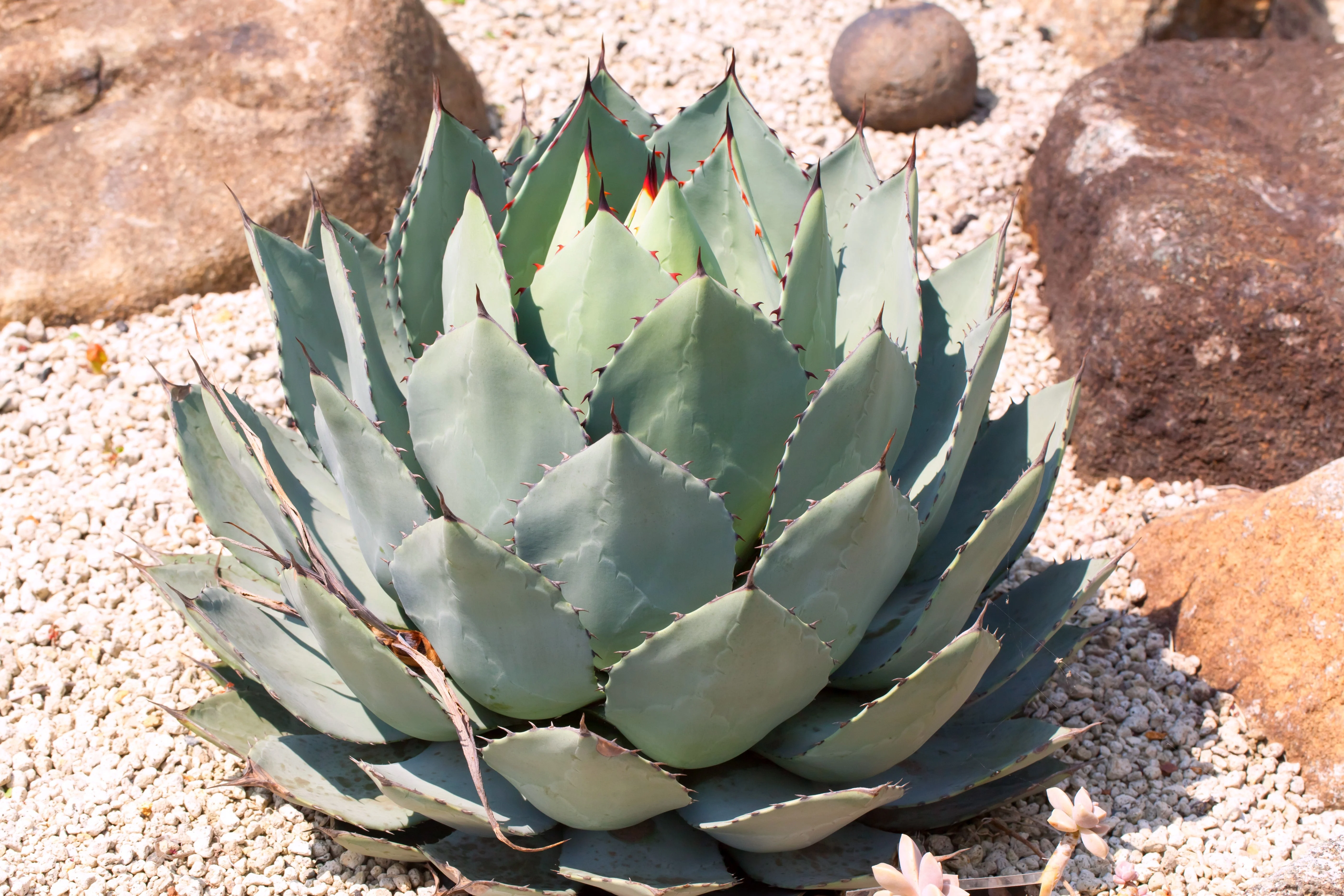 5 ARTICHOKE AGAVE Parry's Huachuca Agave Parryi Huachucensis Century Plant Succulent Cactus Seeds - Image 4