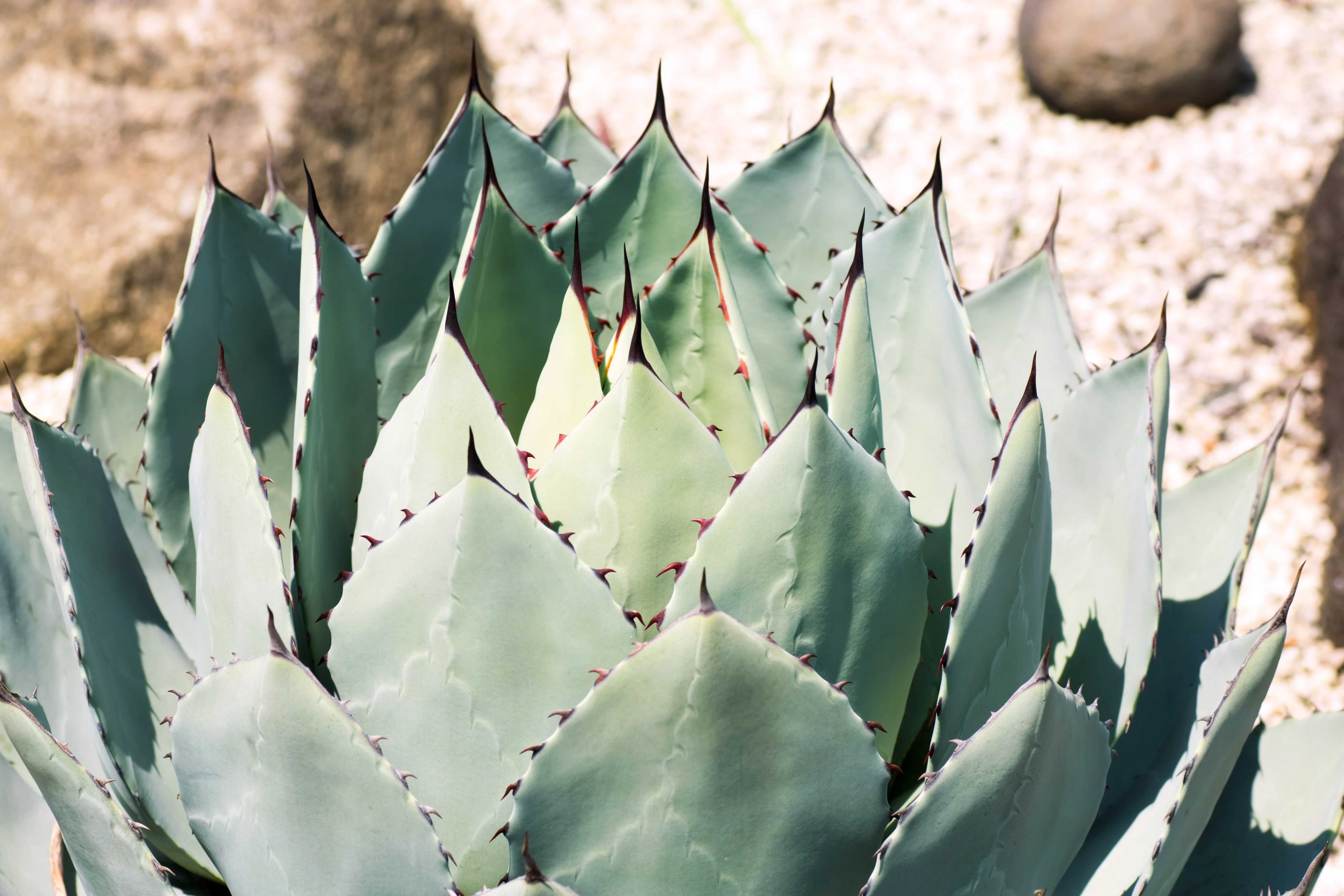 5 ARTICHOKE AGAVE Parry's Huachuca Agave Parryi Huachucensis Century Plant Succulent Cactus Seeds - Image 5