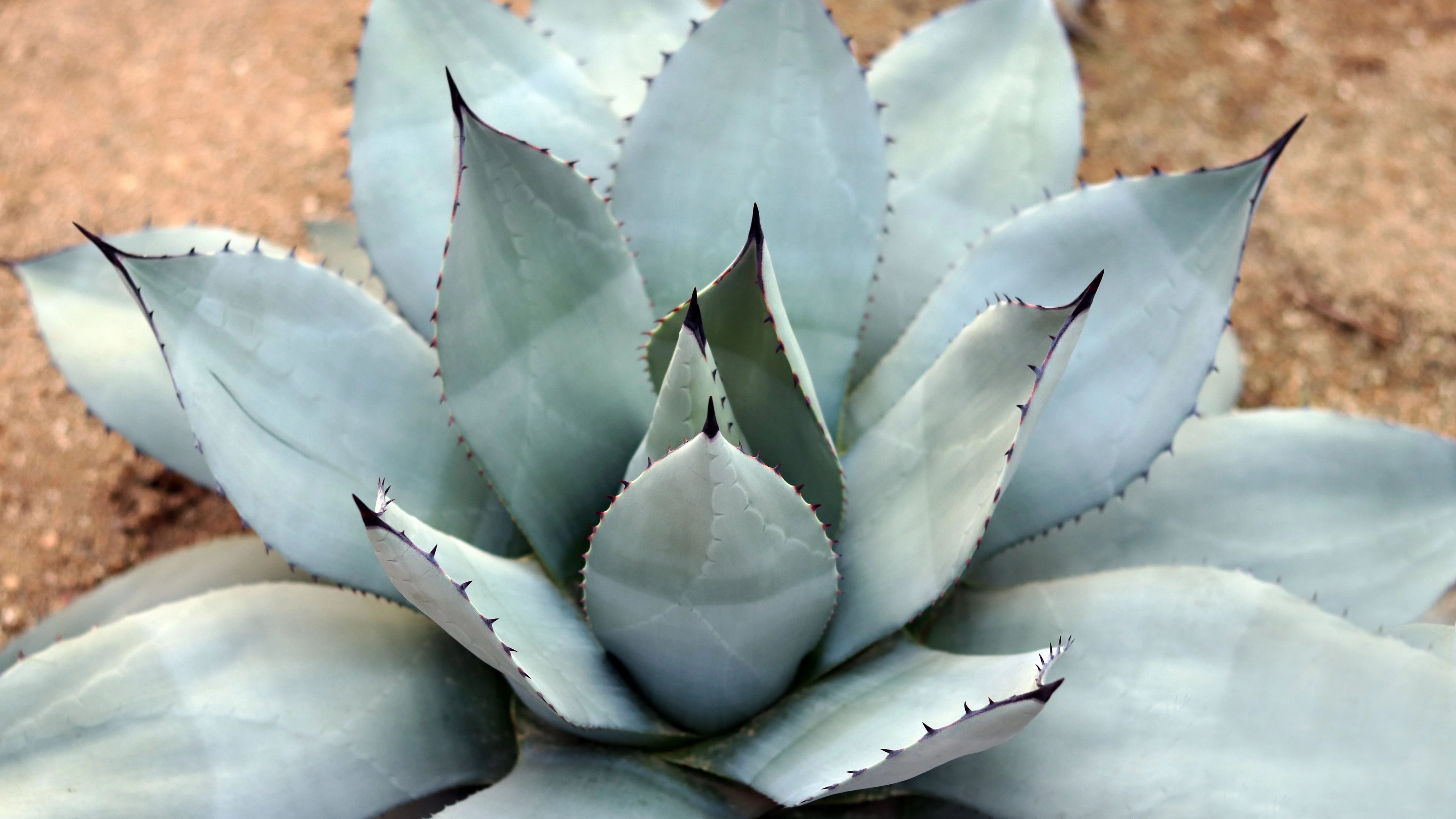 5 ARTICHOKE AGAVE Parry's Huachuca Agave Parryi Huachucensis Century Plant Succulent Cactus Seeds - Image 6