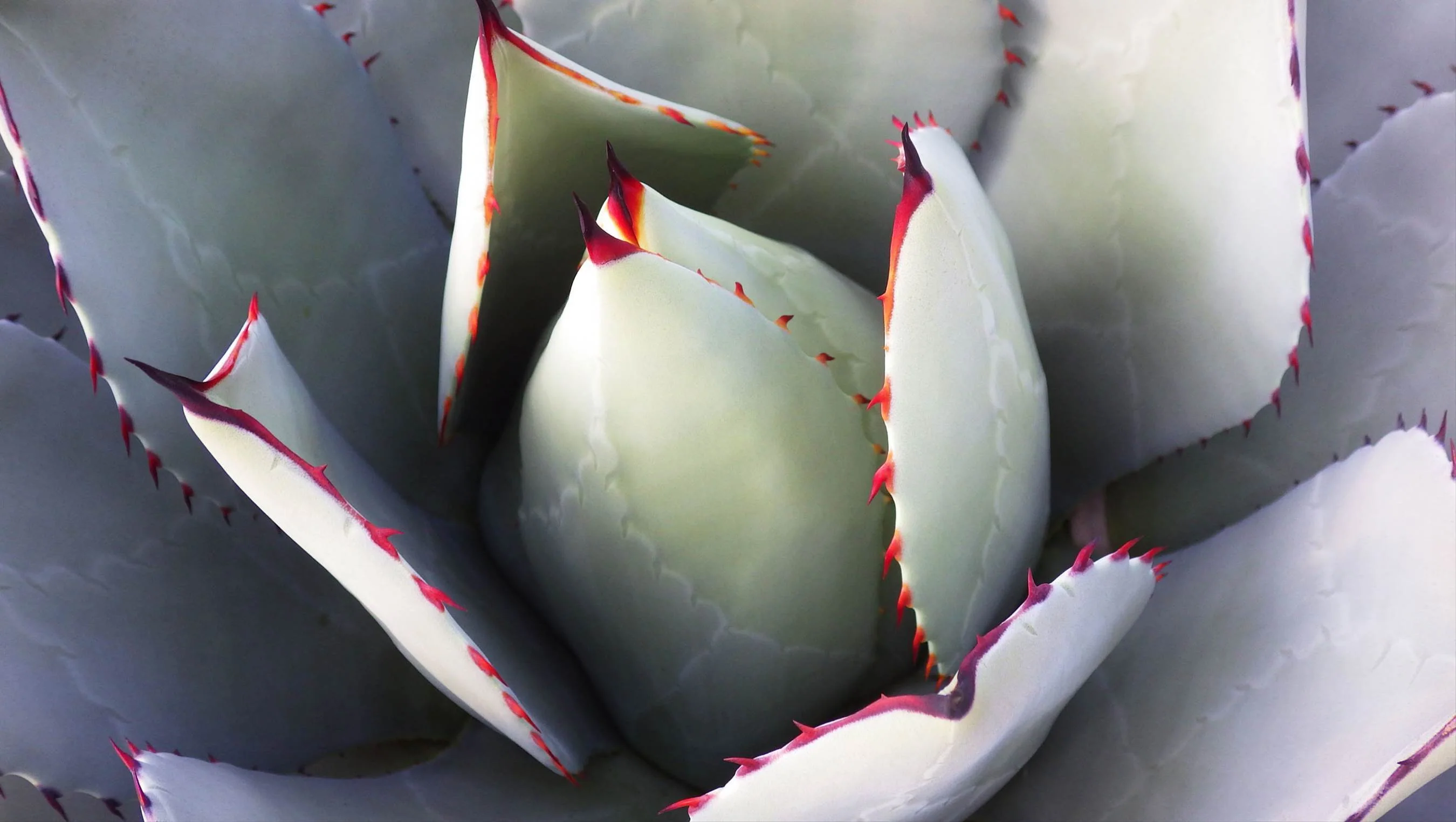 5 ARTICHOKE AGAVE Parry's Huachuca Agave Parryi Huachucensis Century Plant Succulent Cactus Seeds - Image 7