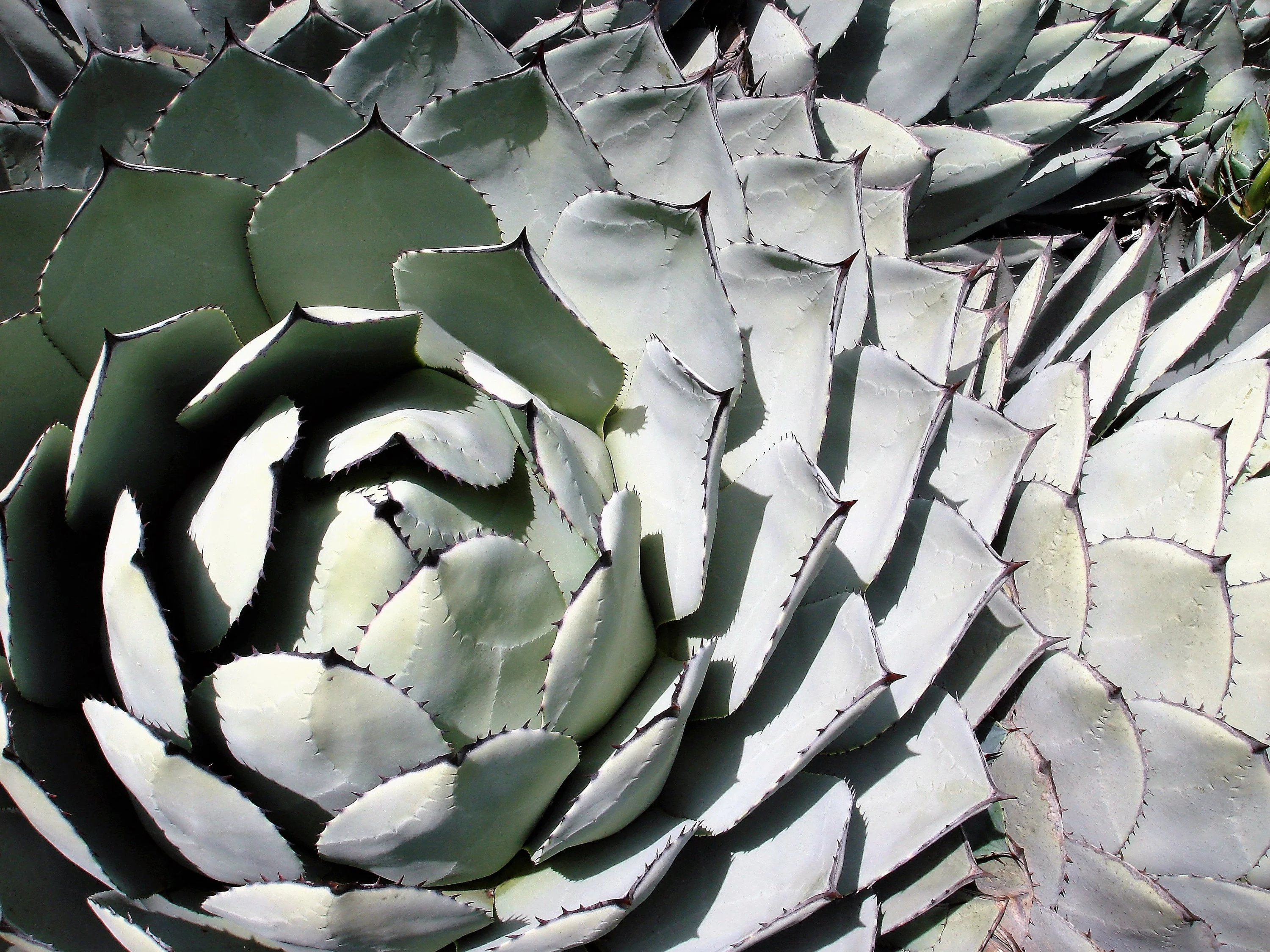 5 ARTICHOKE AGAVE Parry's Huachuca Agave Parryi Huachucensis Century Plant Succulent Cactus Seeds - Image 8