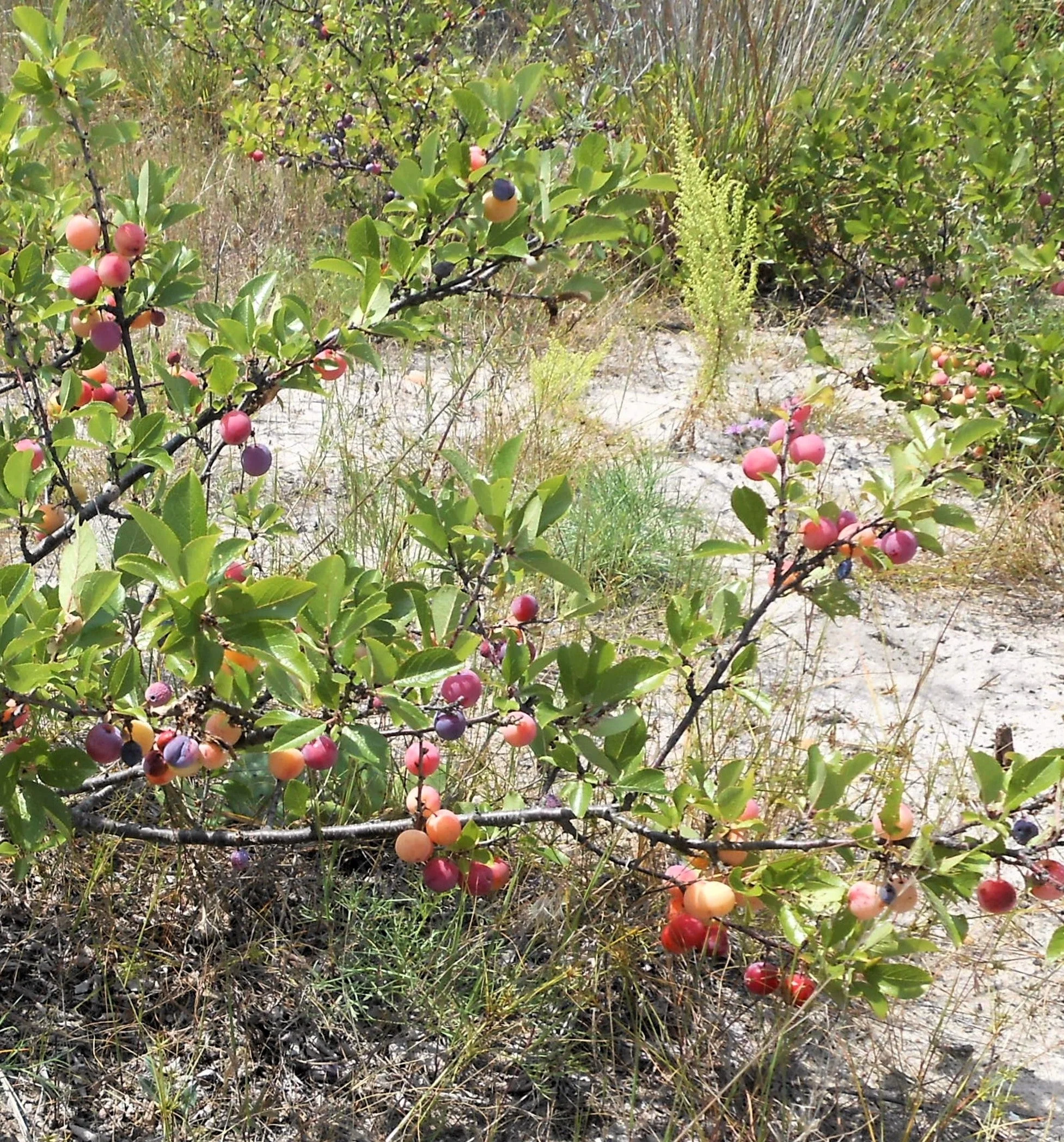 5 BEACH PLUM Prunus Maritima Native Edible Fruit Shrub Bush White Flower Seeds - Image 8